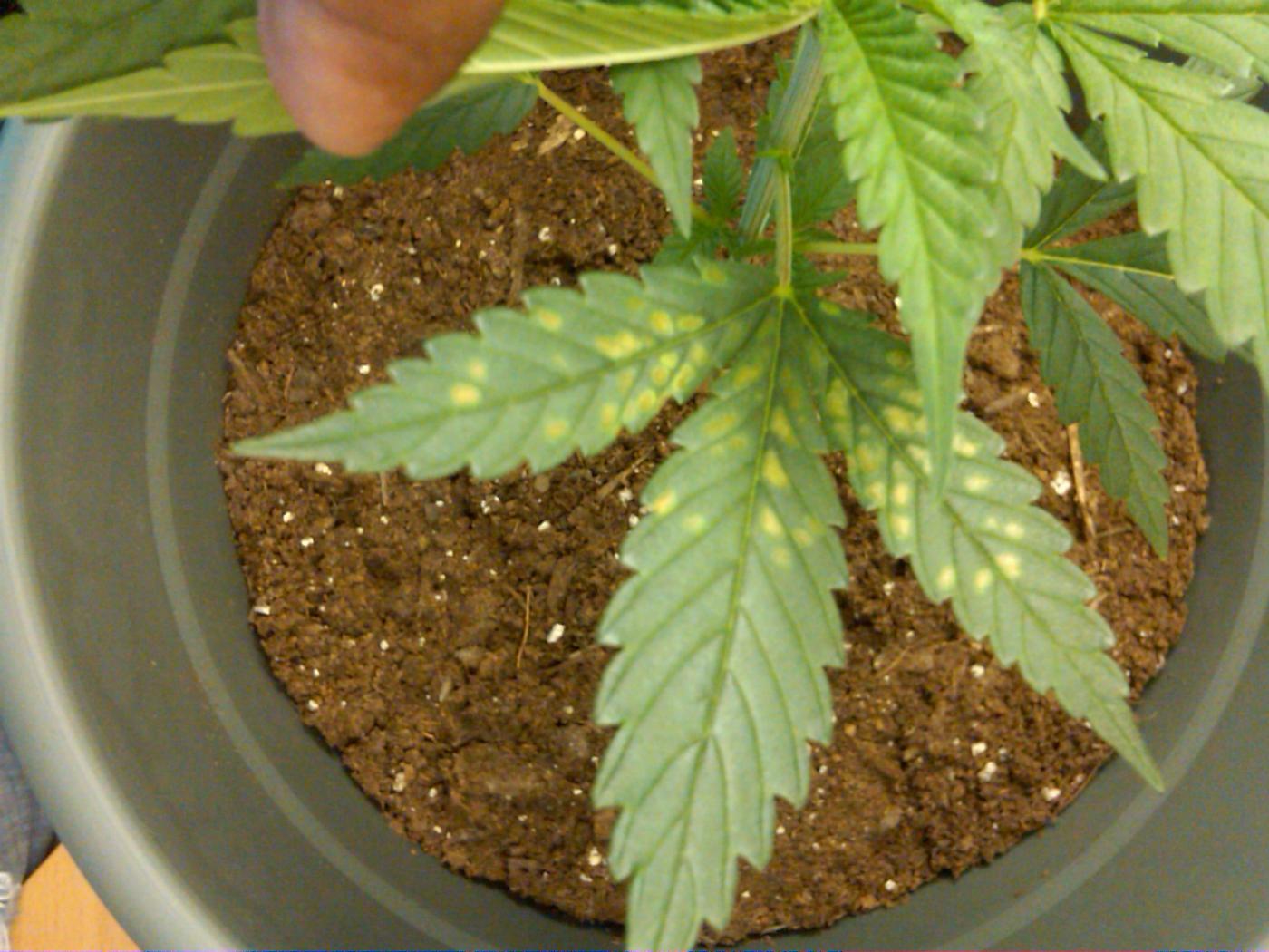 Help Please! Yellow spots on my leaves... - Indoor Medical Marijuana