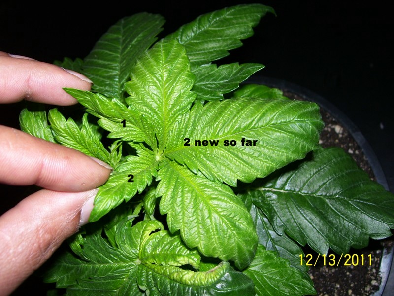 3 leaf marijuana Plant Page 3 Outdoor Medical