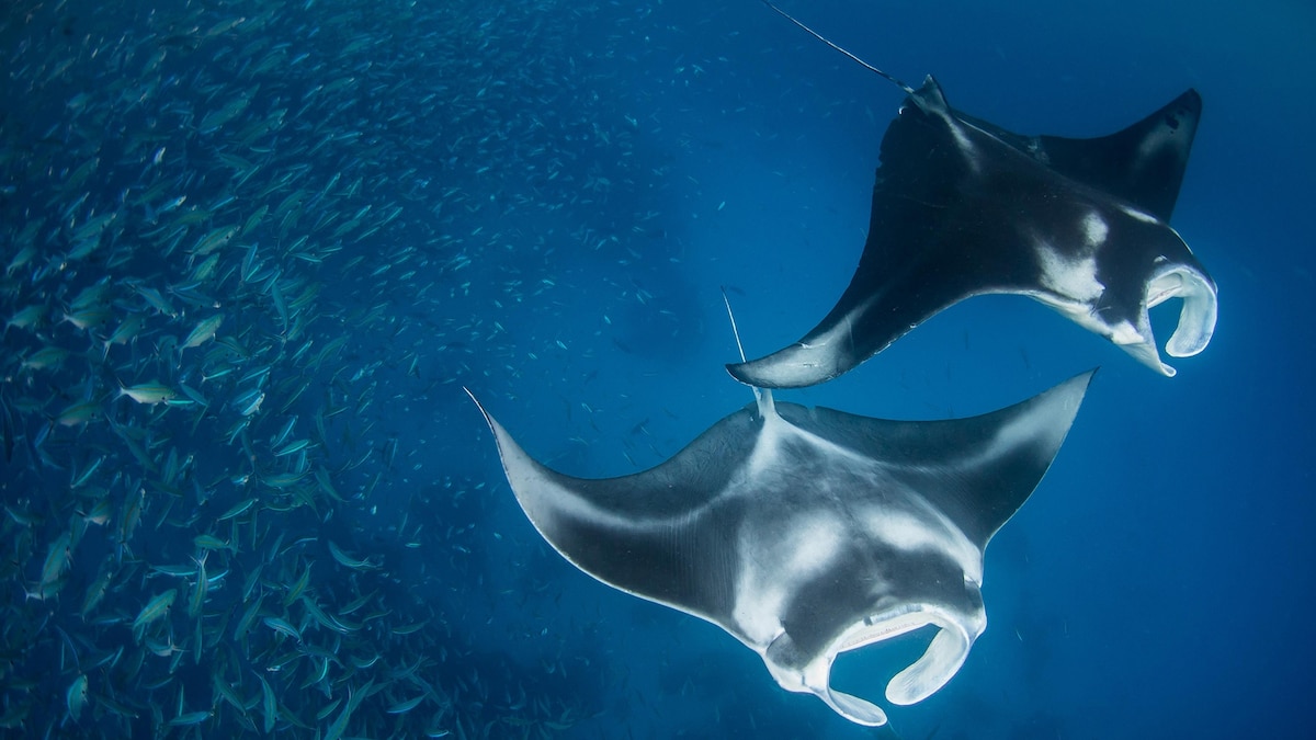 01-manta-rays-nationalgeographic_2166294_16x9.jpg