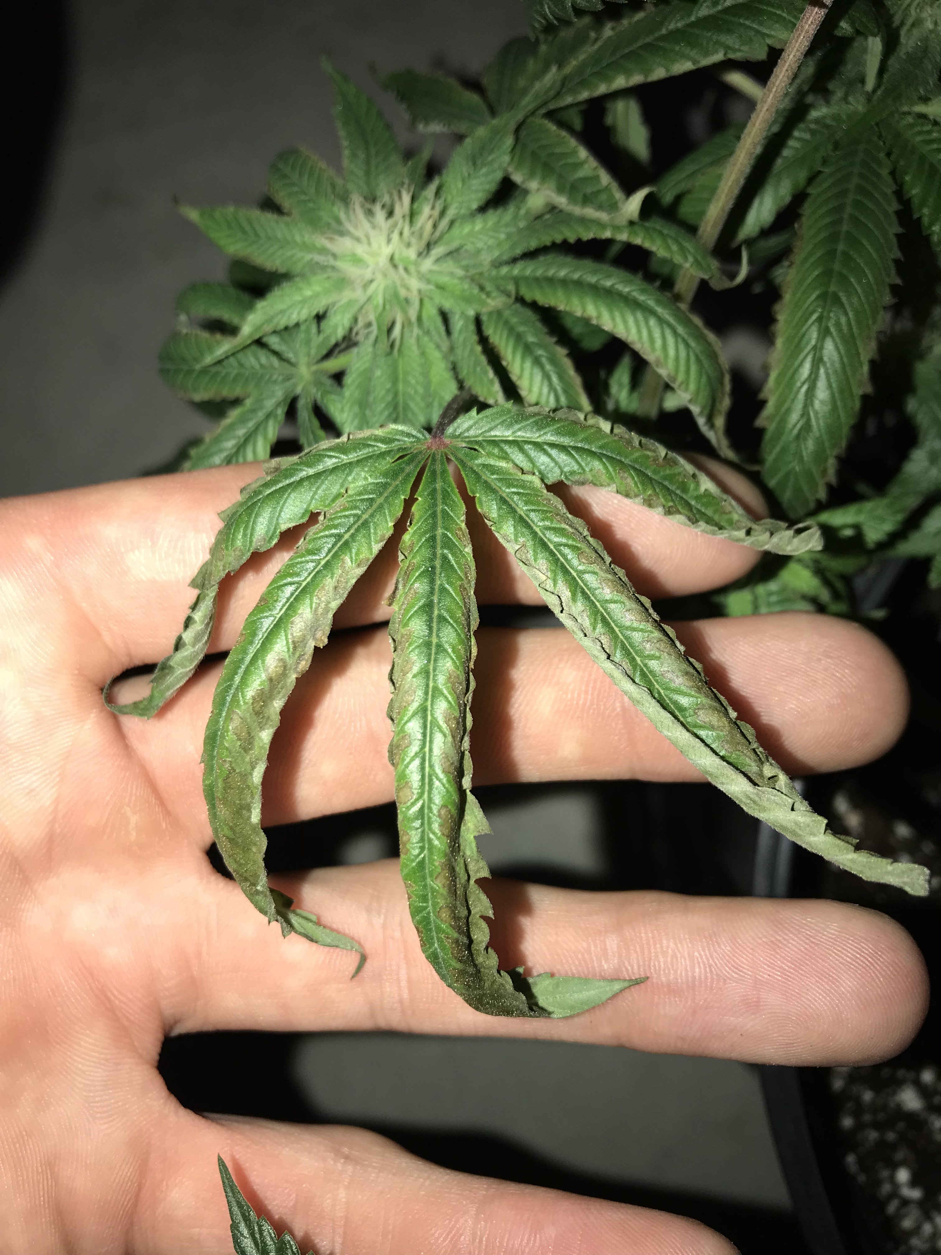 Plant Leaves Curling Down | Grasscity Forums - The #1 ...