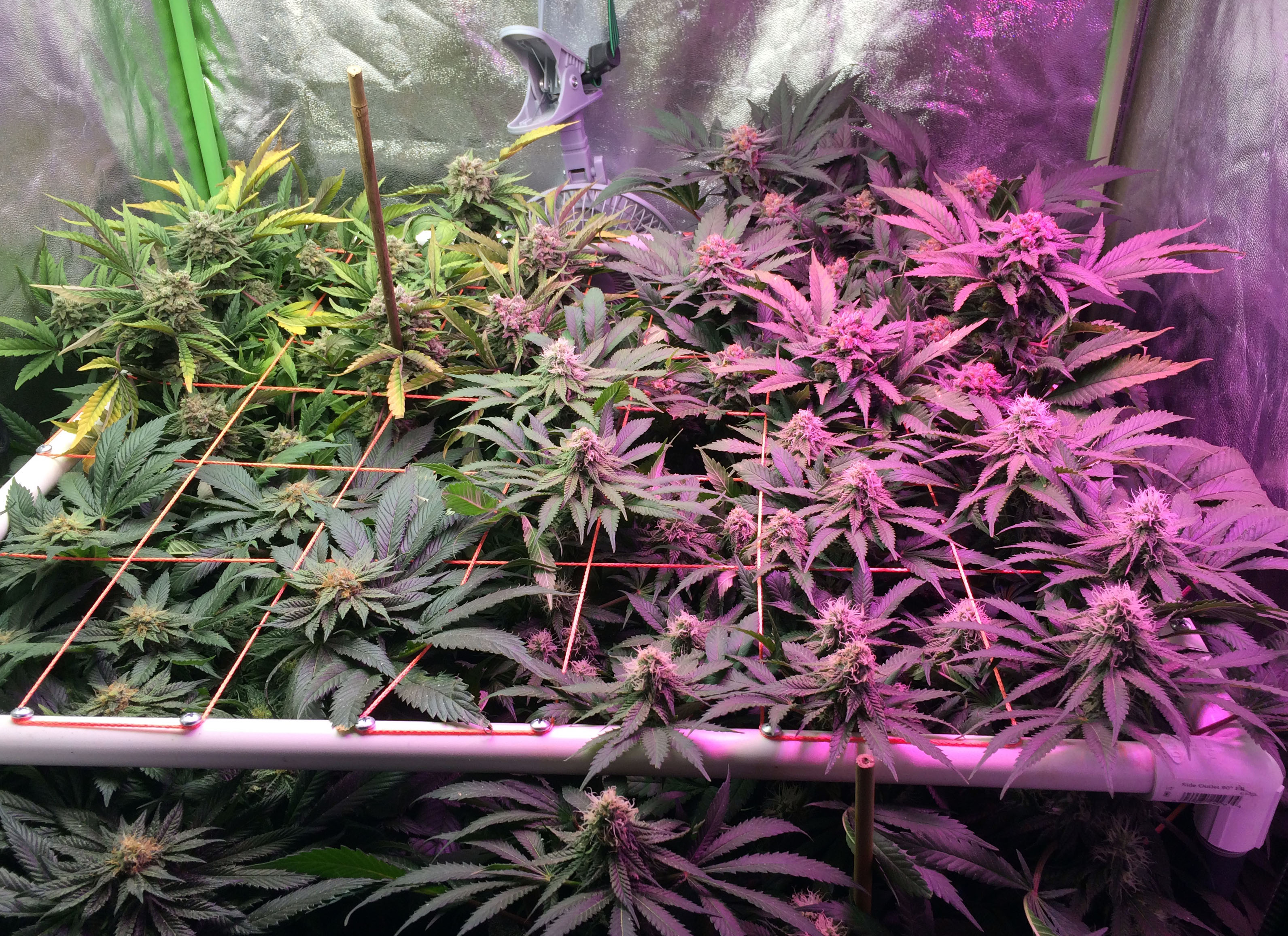 11-08-17 1wk of flushing.JPG