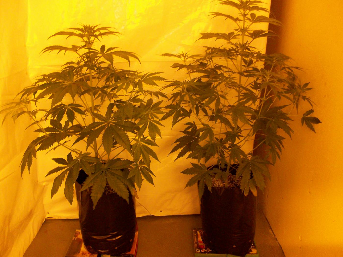 Can I grow weed with 50w led lights? | Grasscity Forums - The #1 Marijuana  Community Online