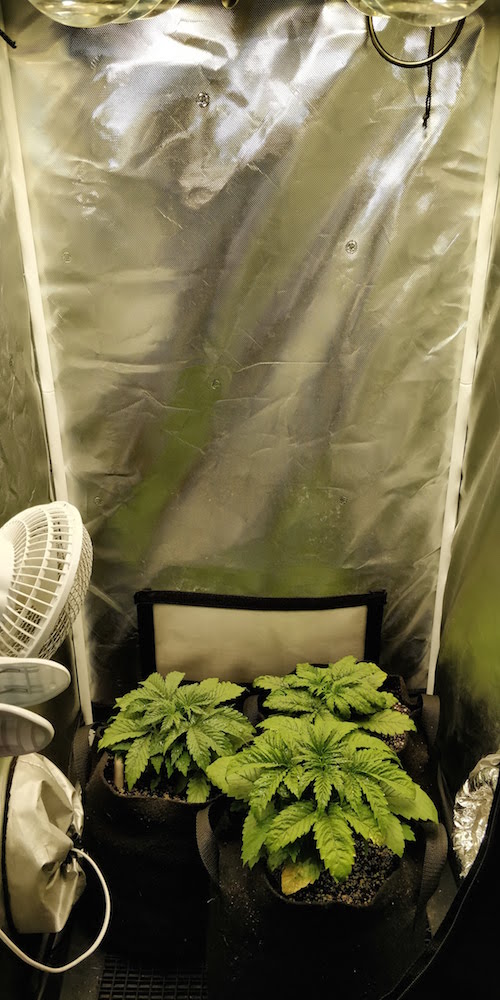 20. Veg Day 18 - Tent.jpg