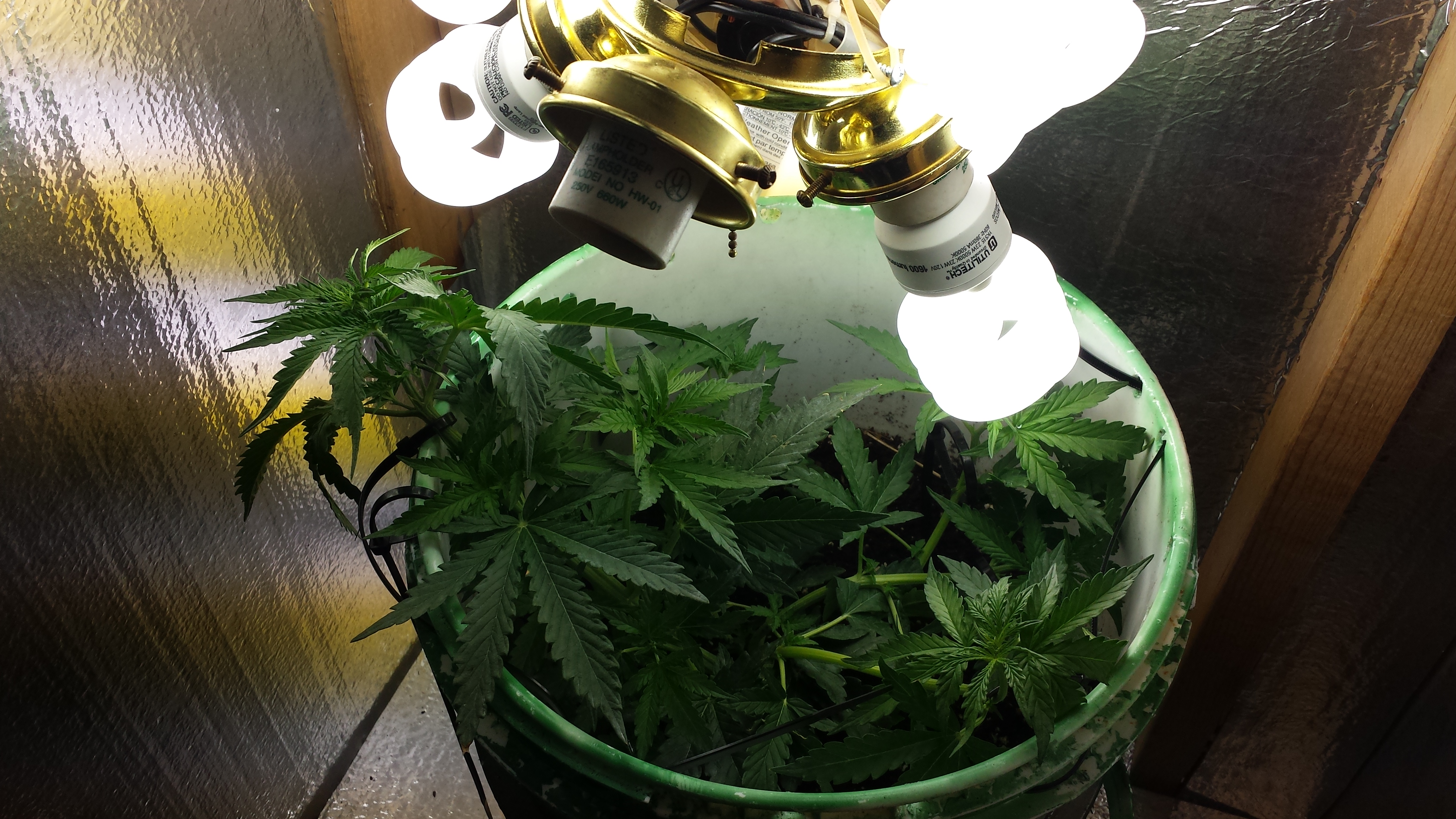 Powerplant xl auto first time grow | Grasscity Forums - The #1 Marijuana  Community Online