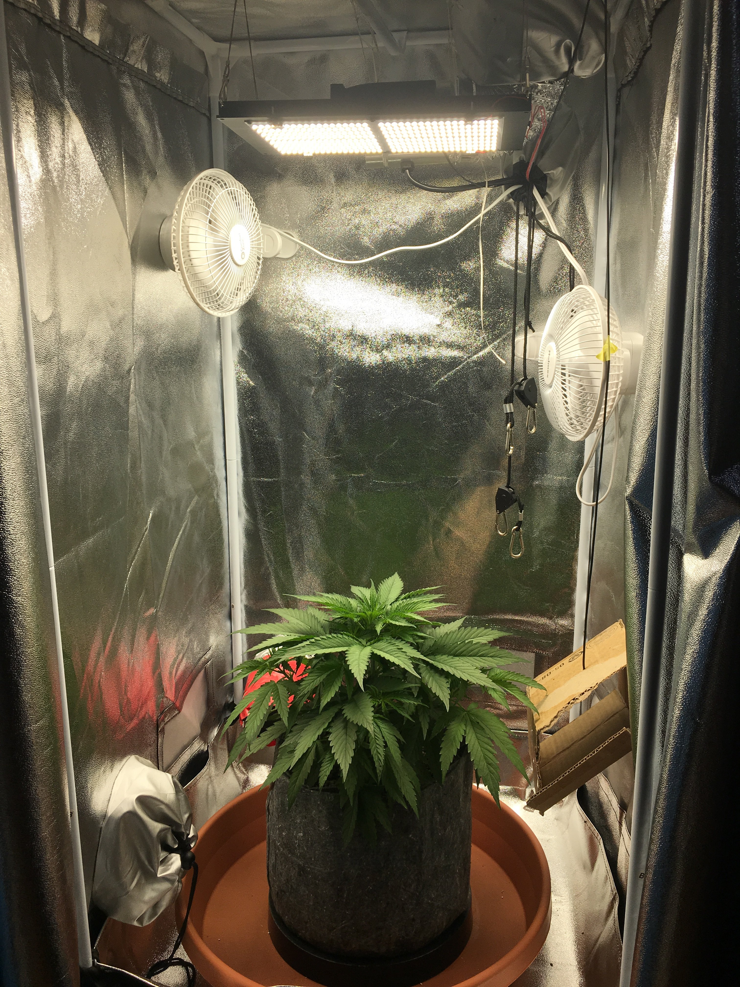 AK48 Grow. Growing in a 2x2 under 1 Quantum Board (25 days old) | Grasscity  Forums - The #1 Marijuana Community Online
