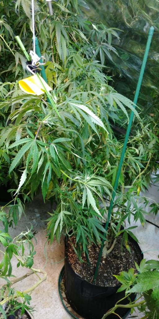Why are my plant attend stems falling over all the time....... | Grasscity  Forums - The #1 Marijuana Community Online