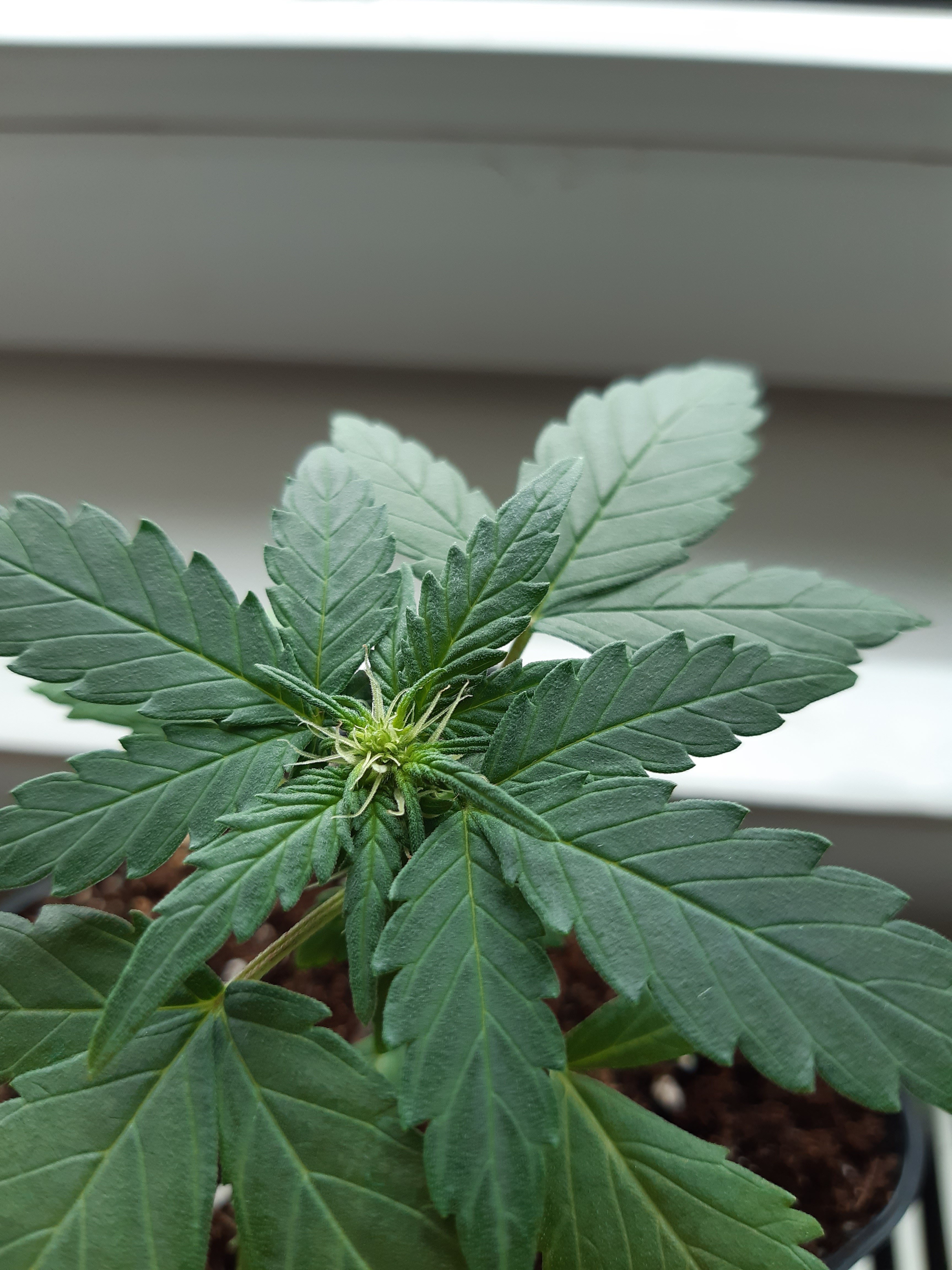 Autoflower flowering too early ?? Grasscity Forums The