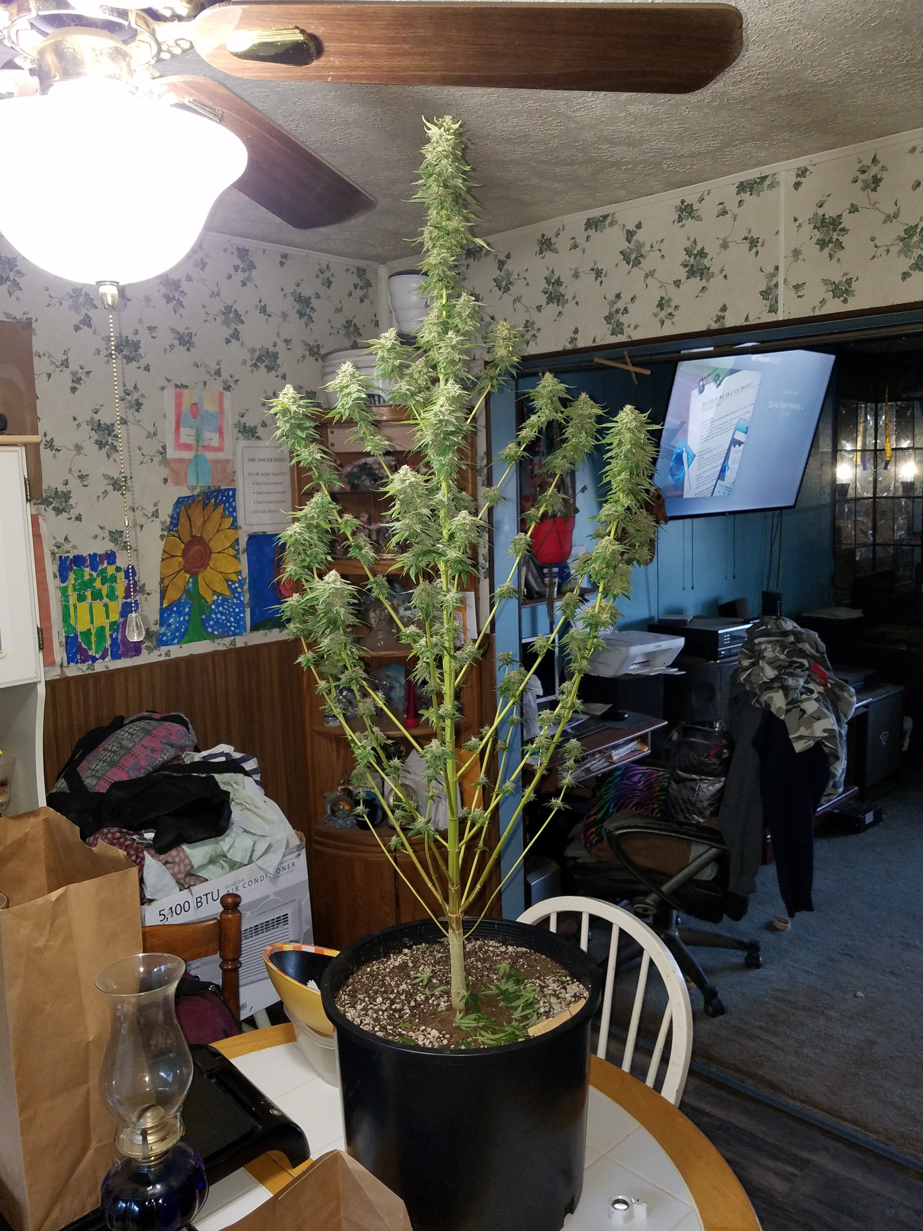 Trimming during flowering... | Grasscity Forums - The #1 ...