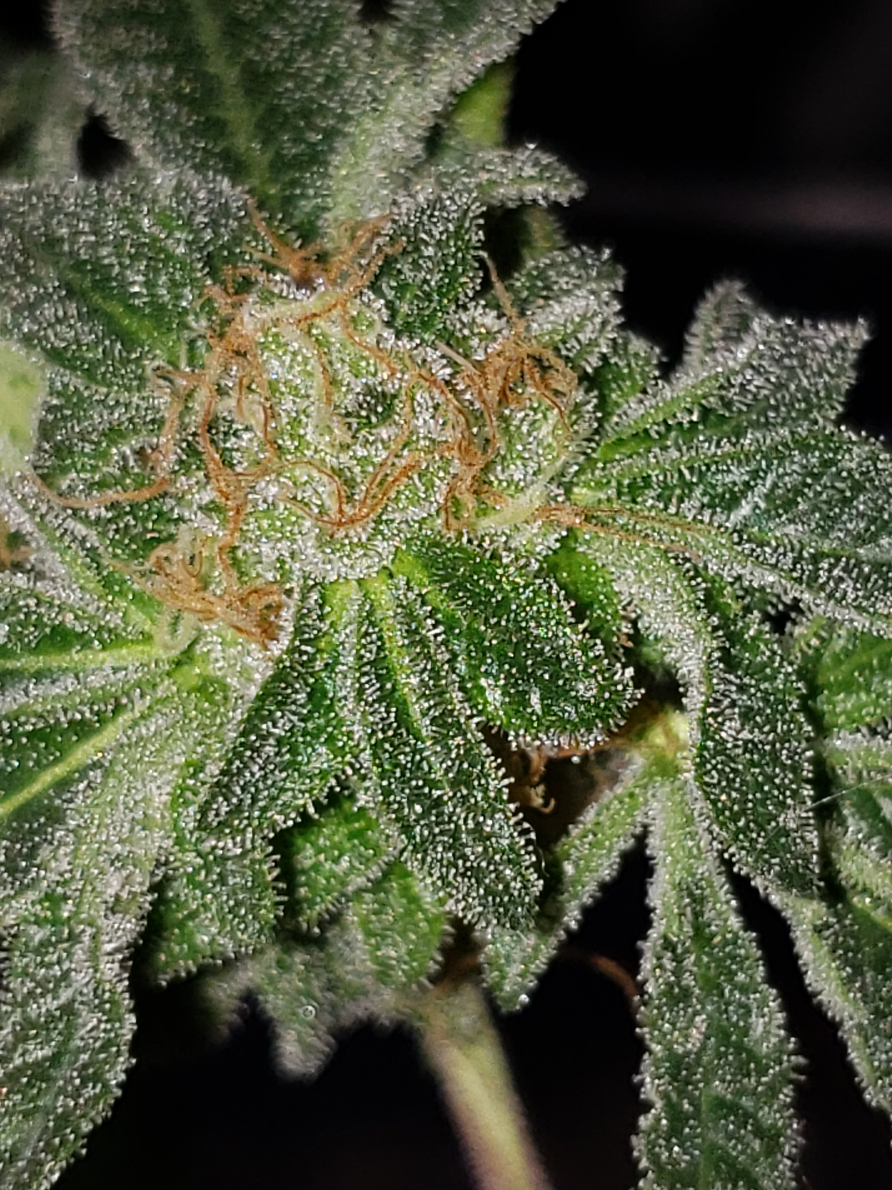 First indoor grow, is it ready to harvest? | Grasscity Forums - The #1 Marijuana Community Online