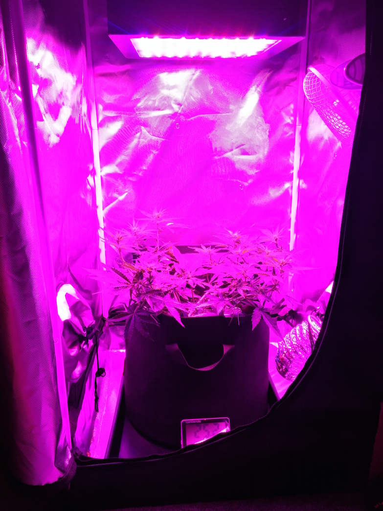 36. Flower Day 5 - Tent.jpg