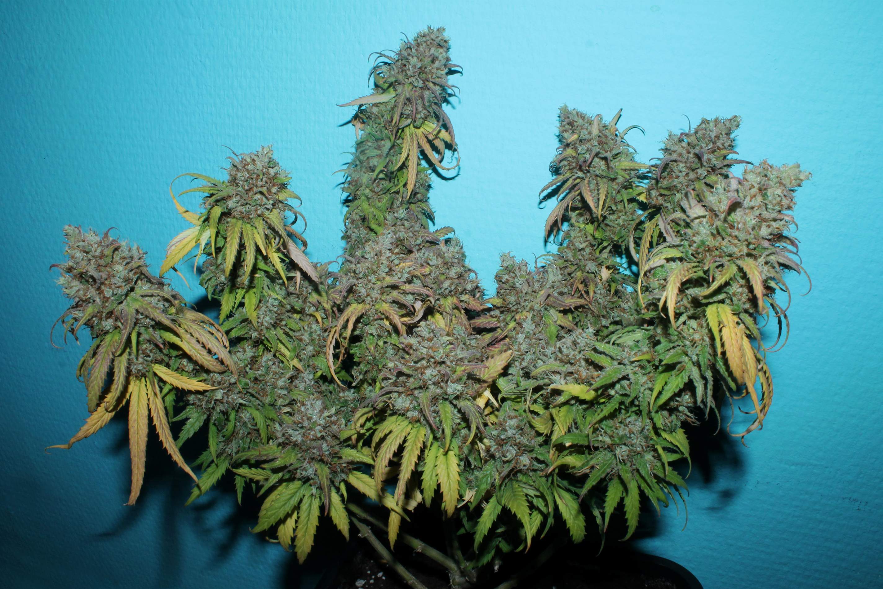 516353_jack-herer-in-scrog-under-ledgreen-house-seedsjack-herer.jpg