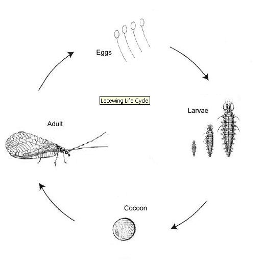 76202580.7DzMorUh.LACEWING.JPG