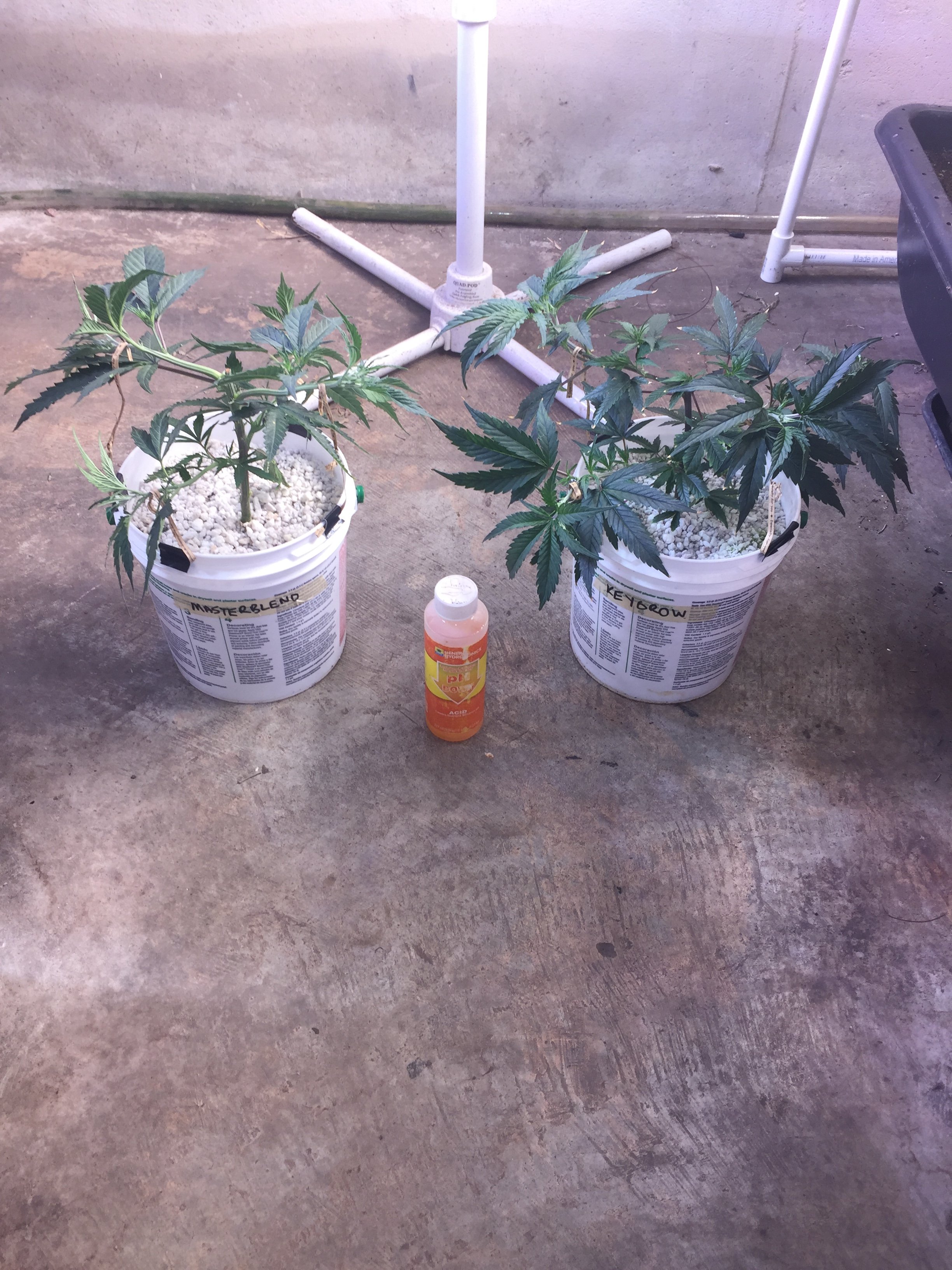 Soil/ Hempy Comparison Grow | Grasscity Forums - The #1 Marijuana ...