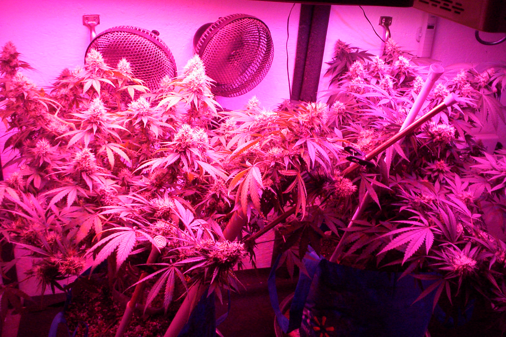 8 days to harvest 003.JPG