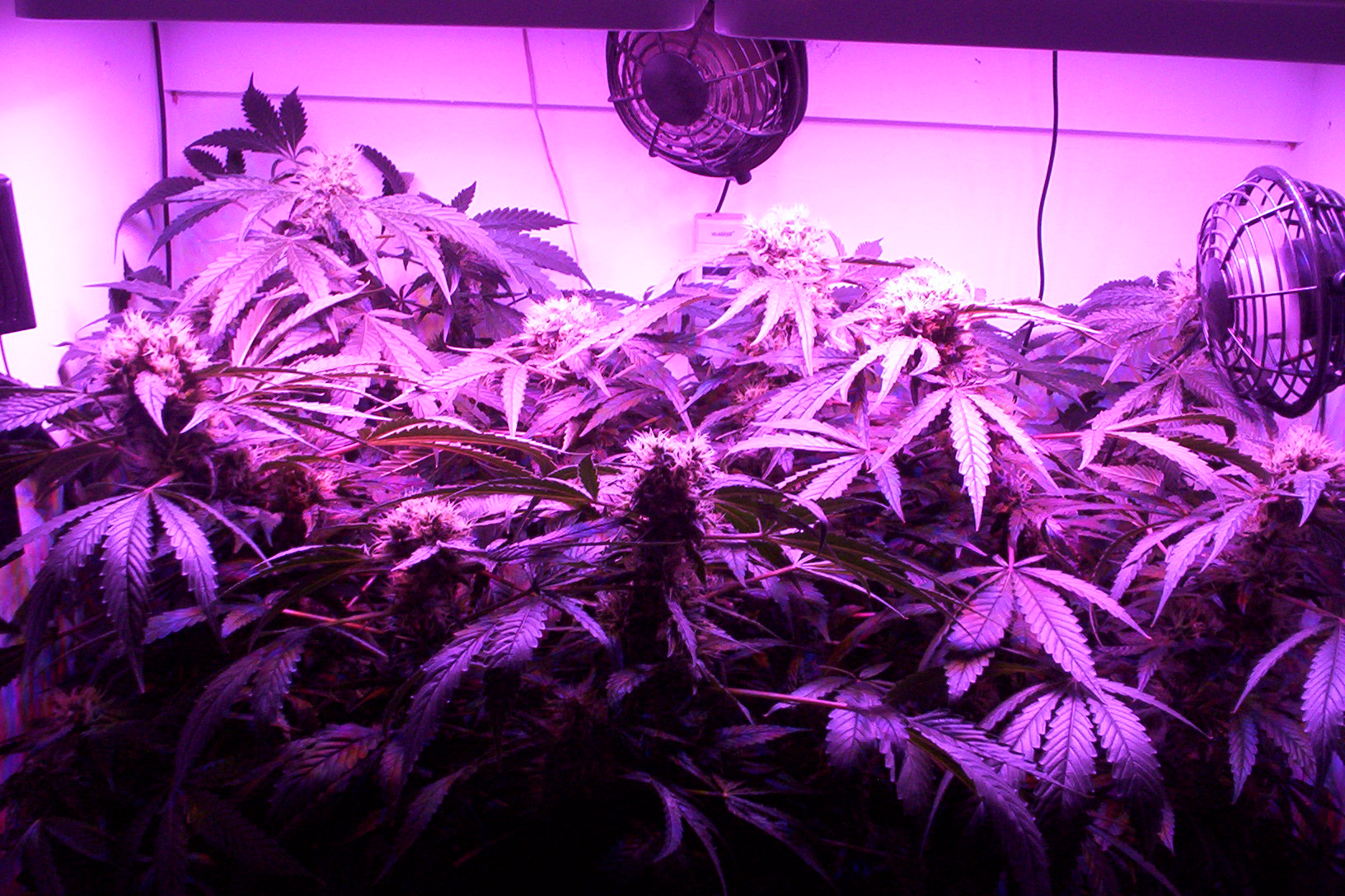 8 days to harvest 004.JPG