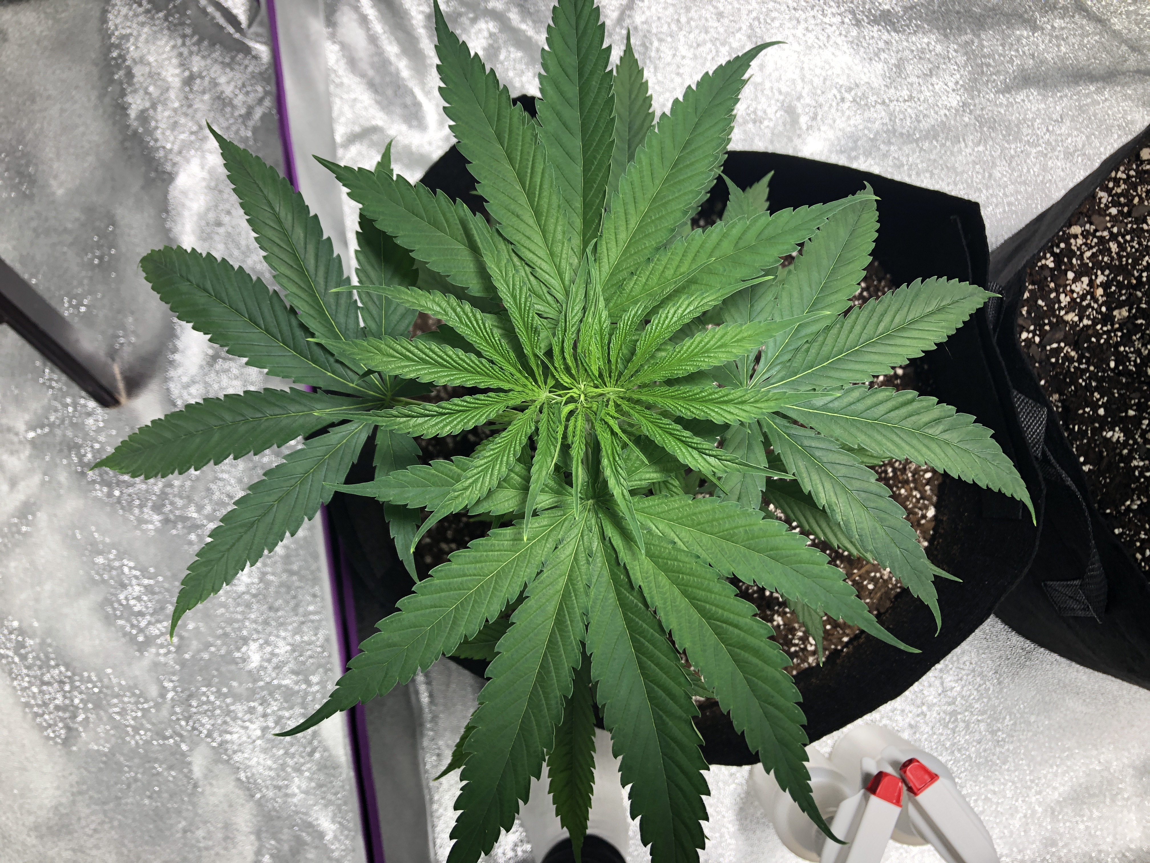 Can someone see gender on my 7 week old plants? | Grasscity Forums - The #1  Marijuana Community Online