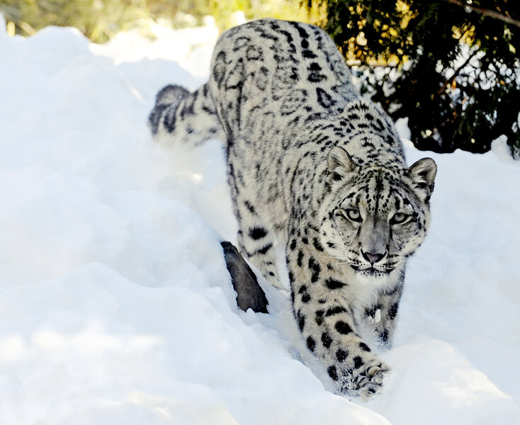 943412_1_snow%20leopard_standard.jpg