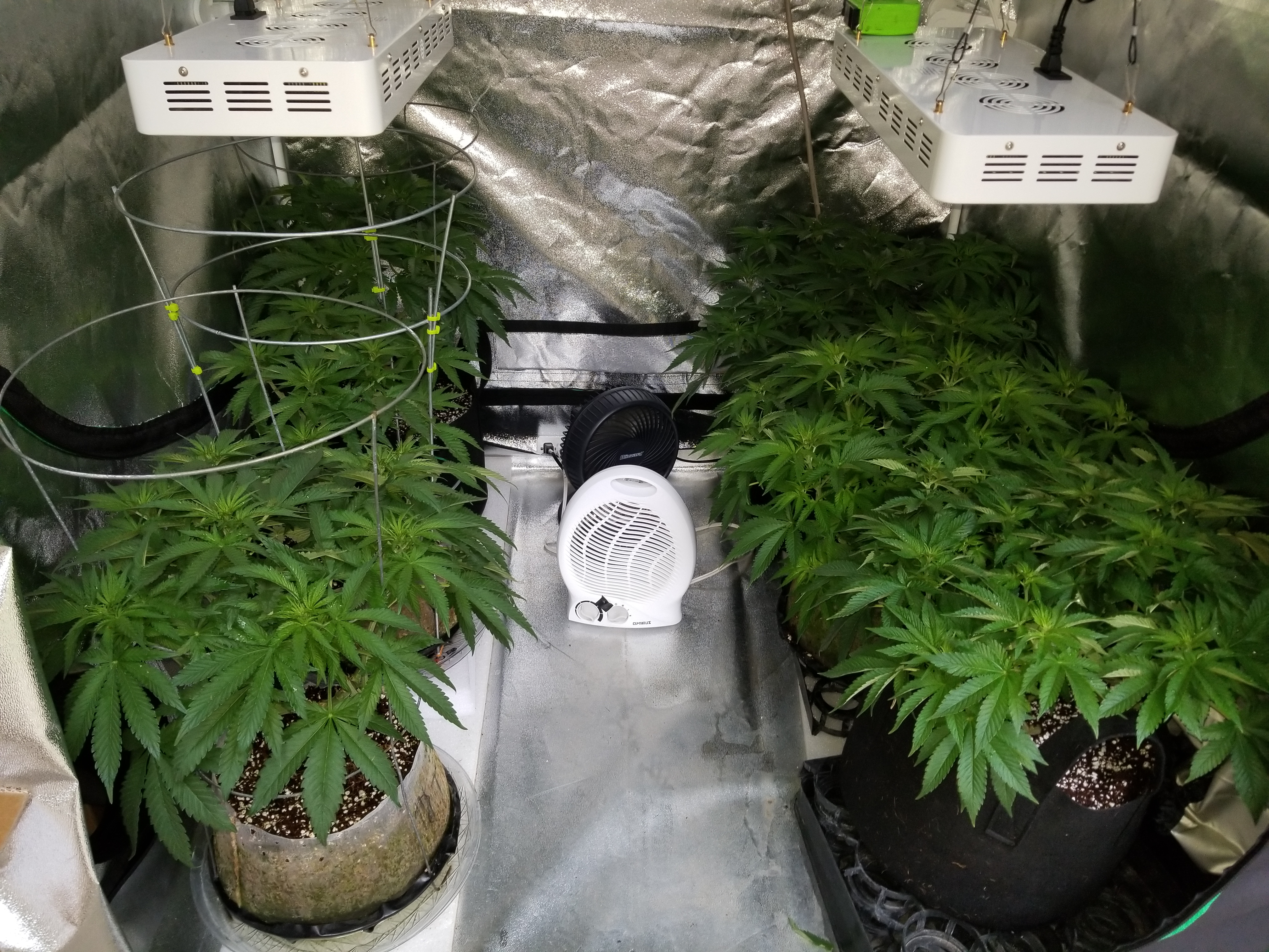 All 6 Plants in Tent Mar 21 Day 10 Flower 1.jpg