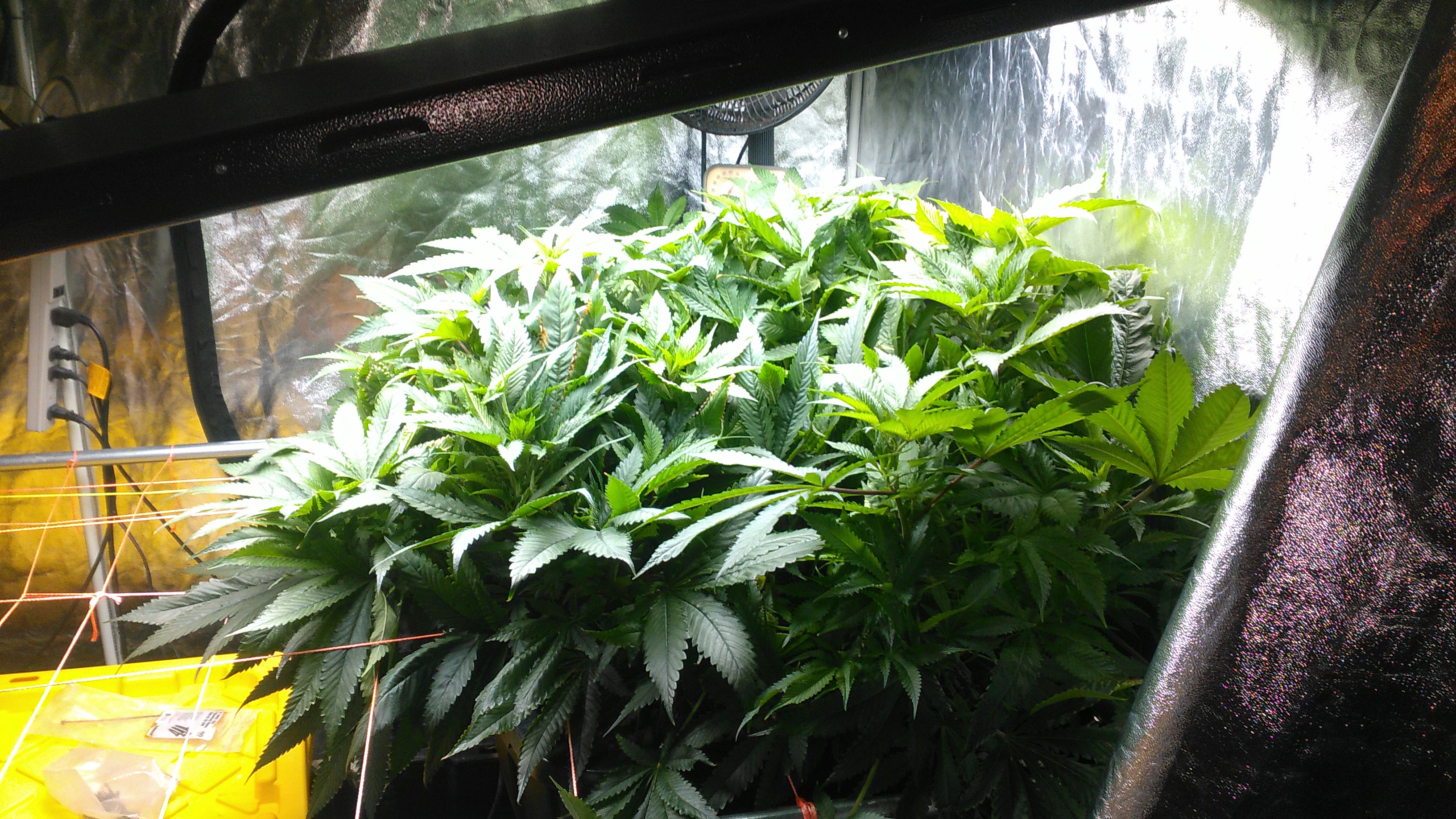 Before scrog.JPG