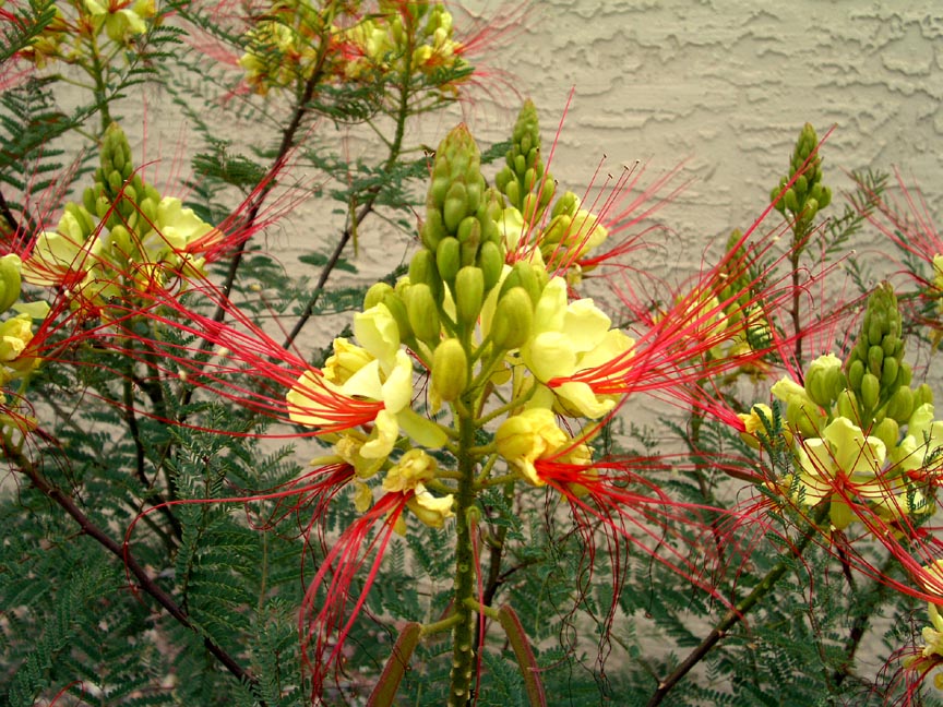 Caesalpinia Gilliesii 9.jpg