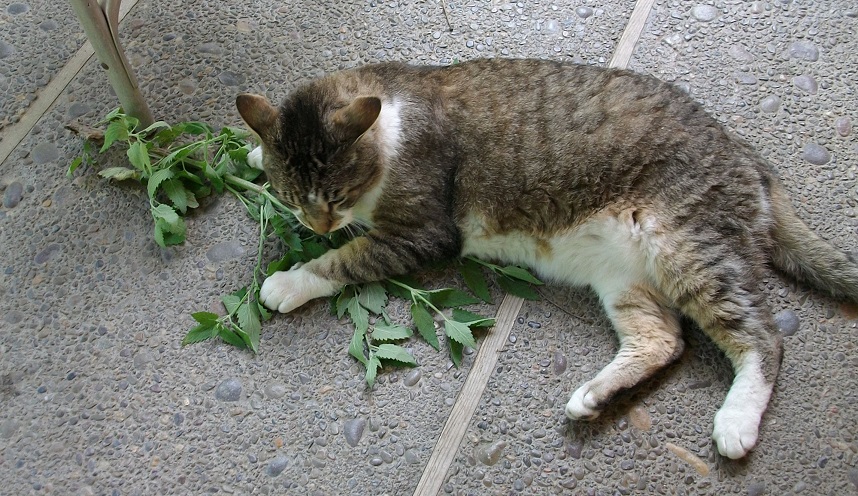 Cats catnip 002.JPG