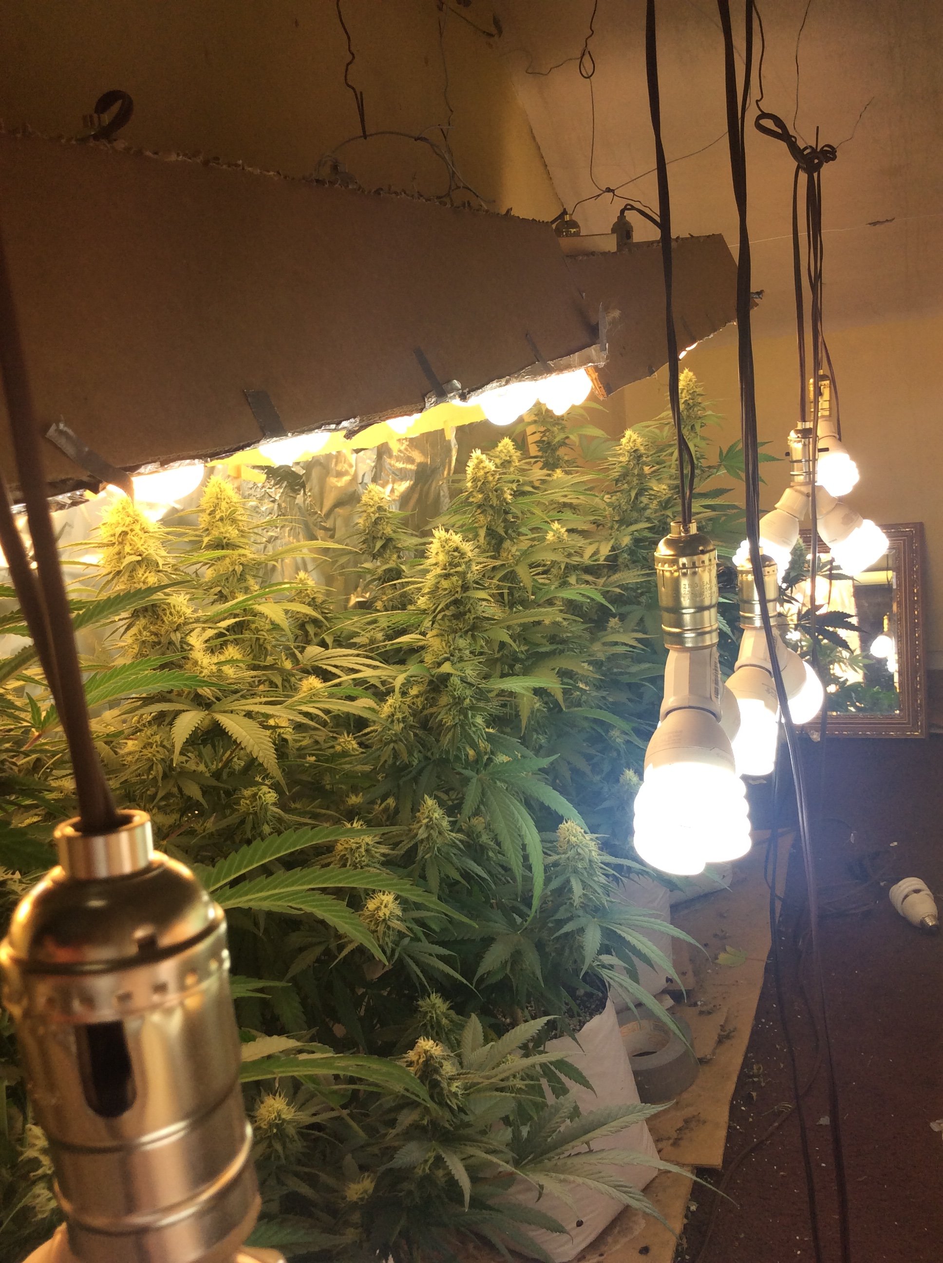 Cheap ass cfl grow flowering. | Grasscity Forums - The #1 Marijuana  Community Online