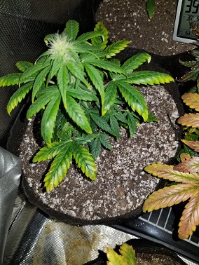 Chemdawg Day 32 #2.jpg