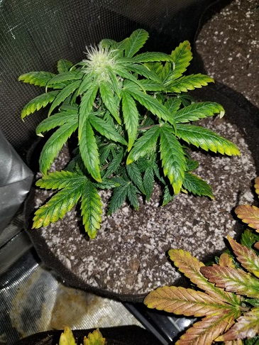 Chemdawg Day 32 #3.jpg