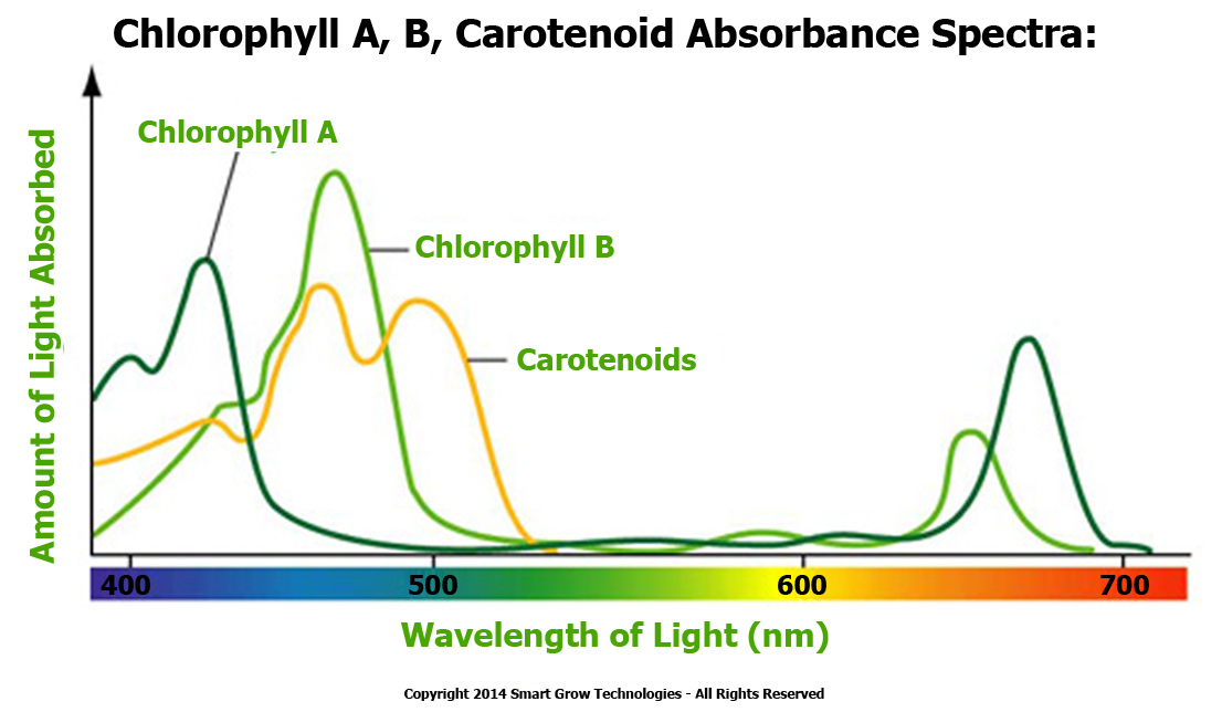 chlorohyll_a_b_carotenoids.jpg