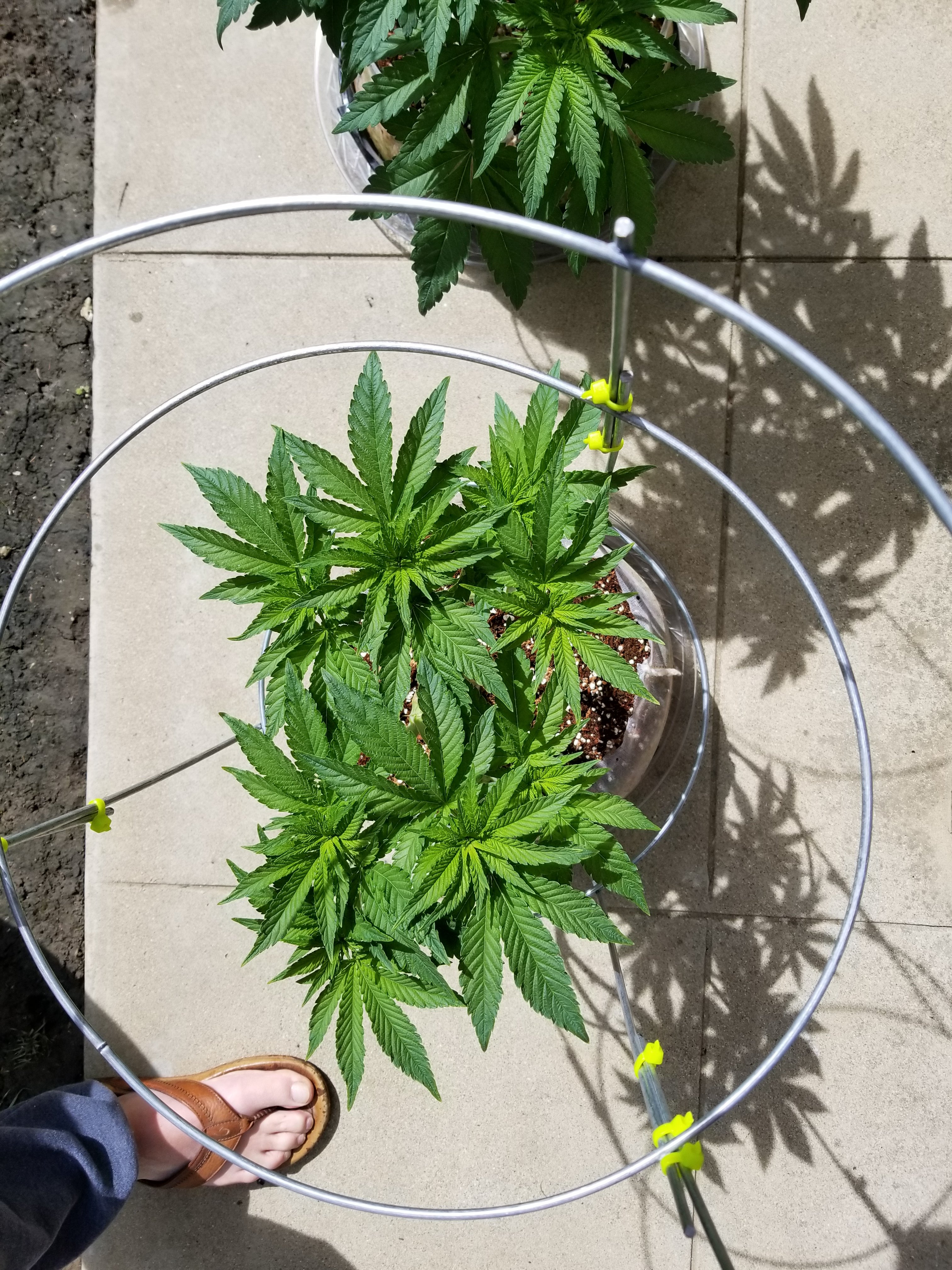 Crip Top Shot Day 7 Flower Mar 18.jpg