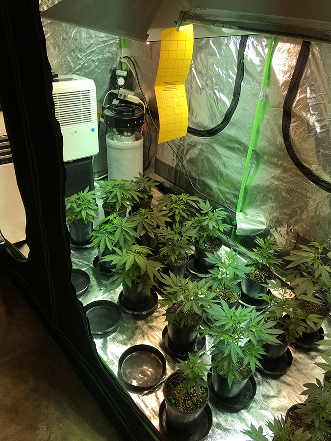 day 16 veg in flower tent LEFT.jpg