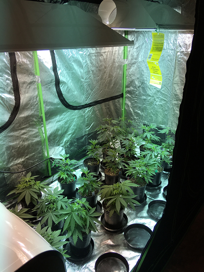 day 16 veg in flower tent RIGHT.jpg