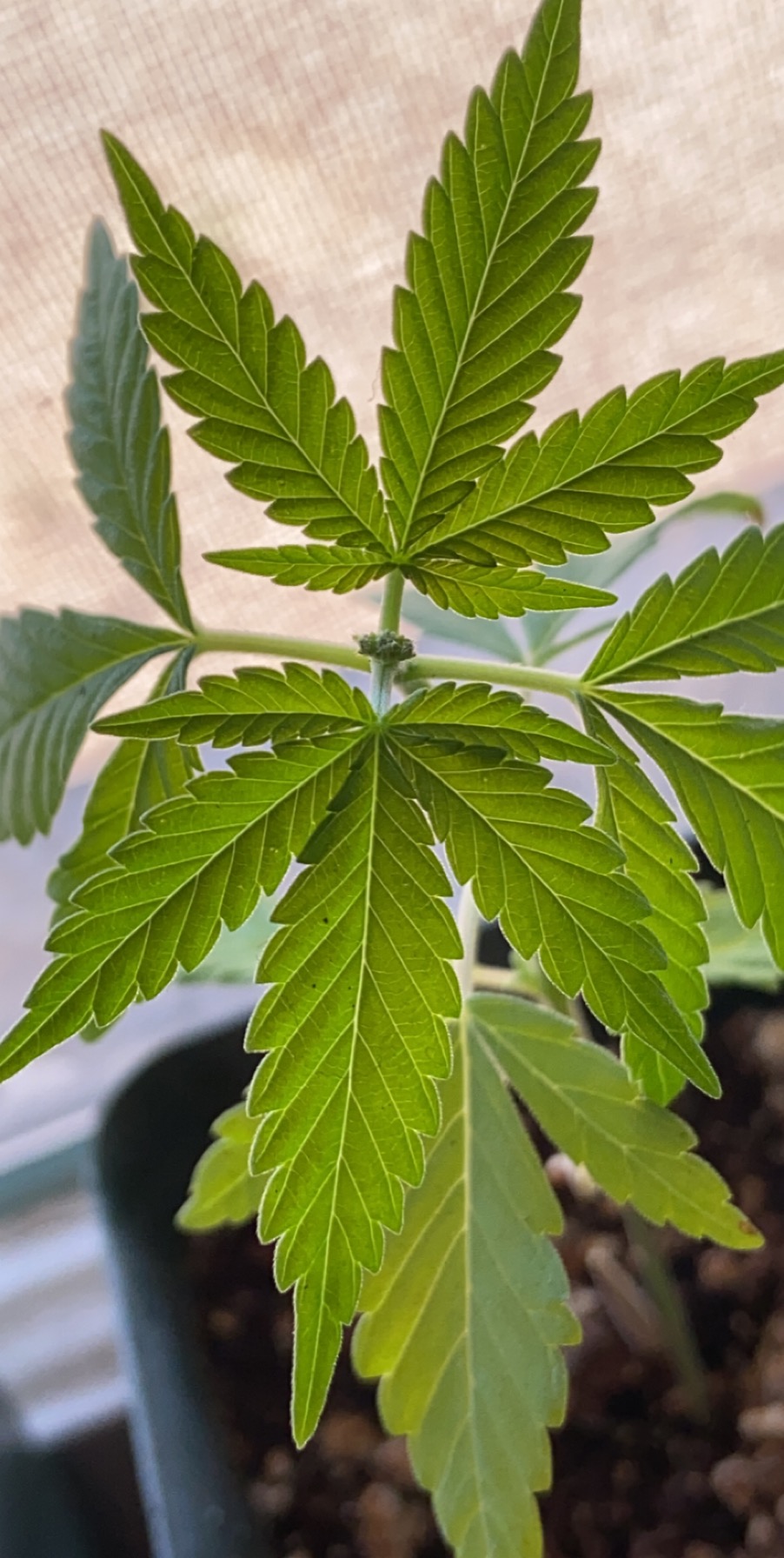 Windowsill Grow | Grasscity Forums - The #1 Marijuana Community Online