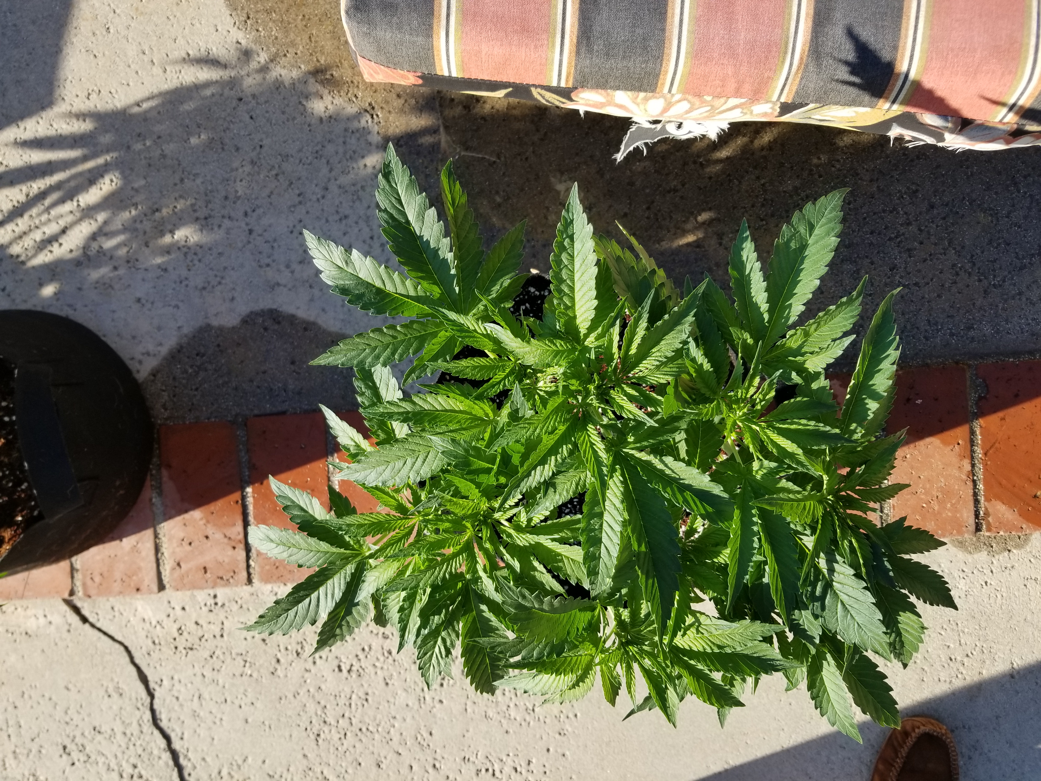 Don Post Repot Day 4 Flower Mar 15 Top.jpg