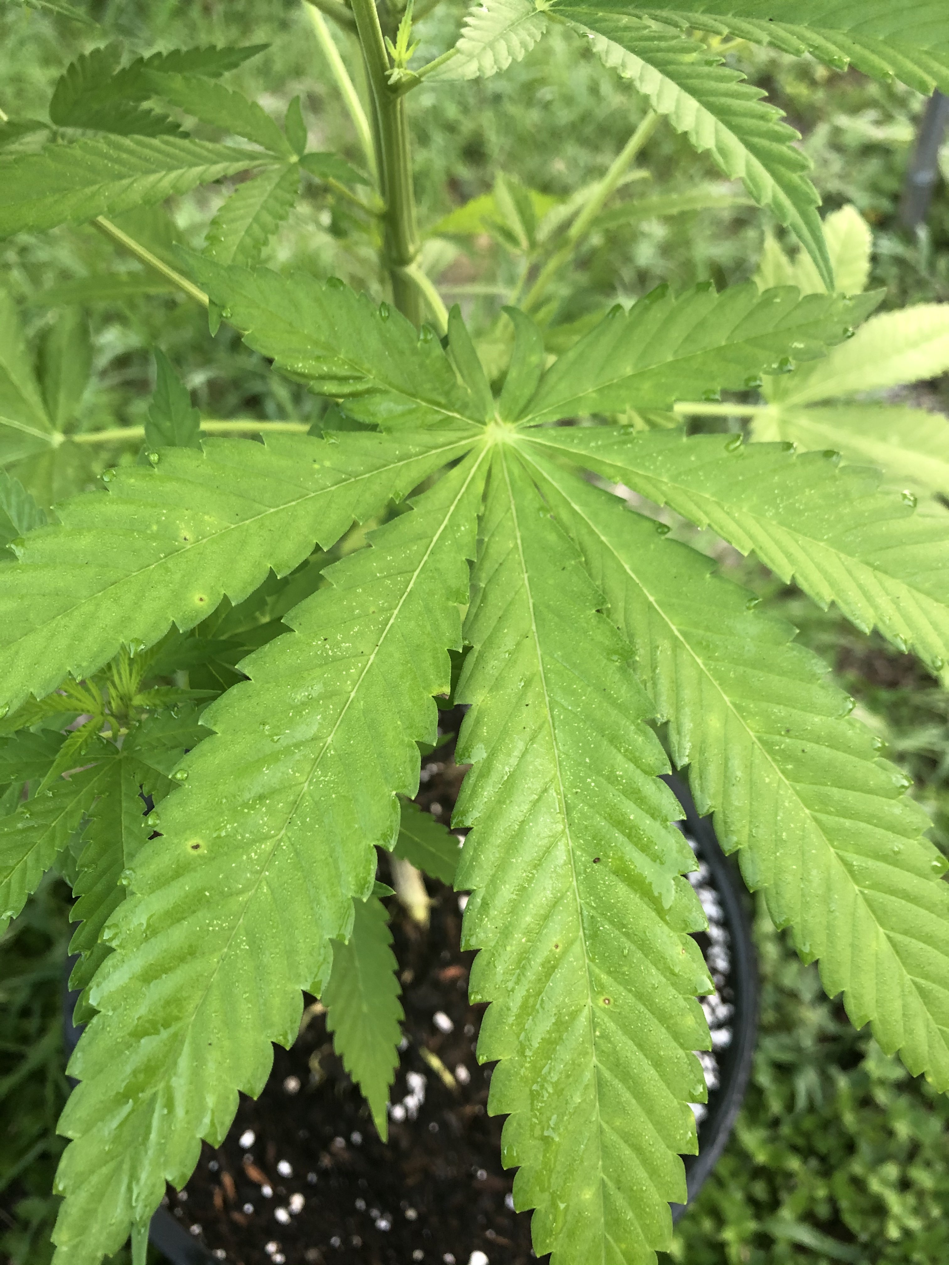 Yellow spots in leaves | Grasscity Forums - The #1 Marijuana Community ...