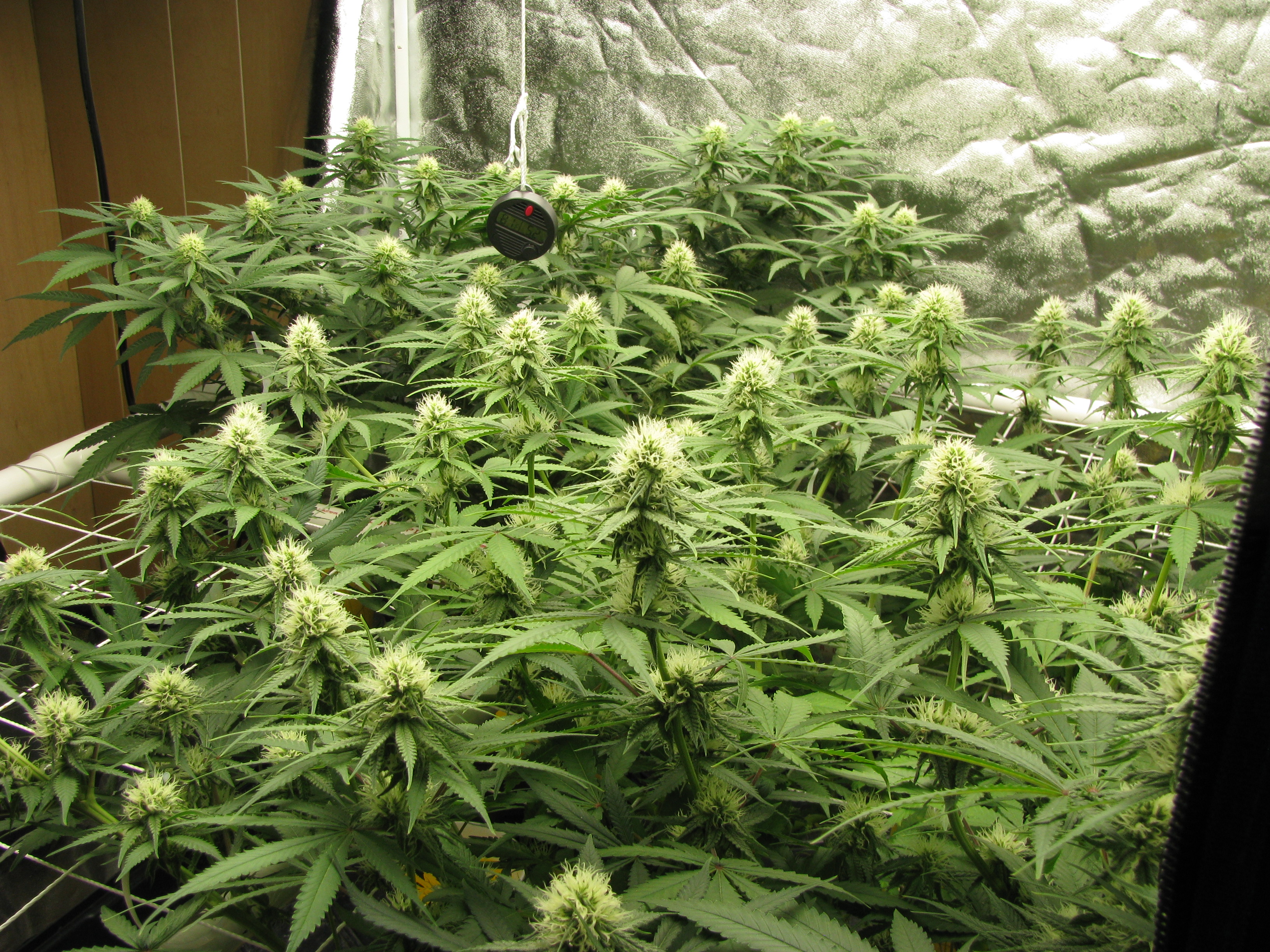 Flower 4 weeks.JPG