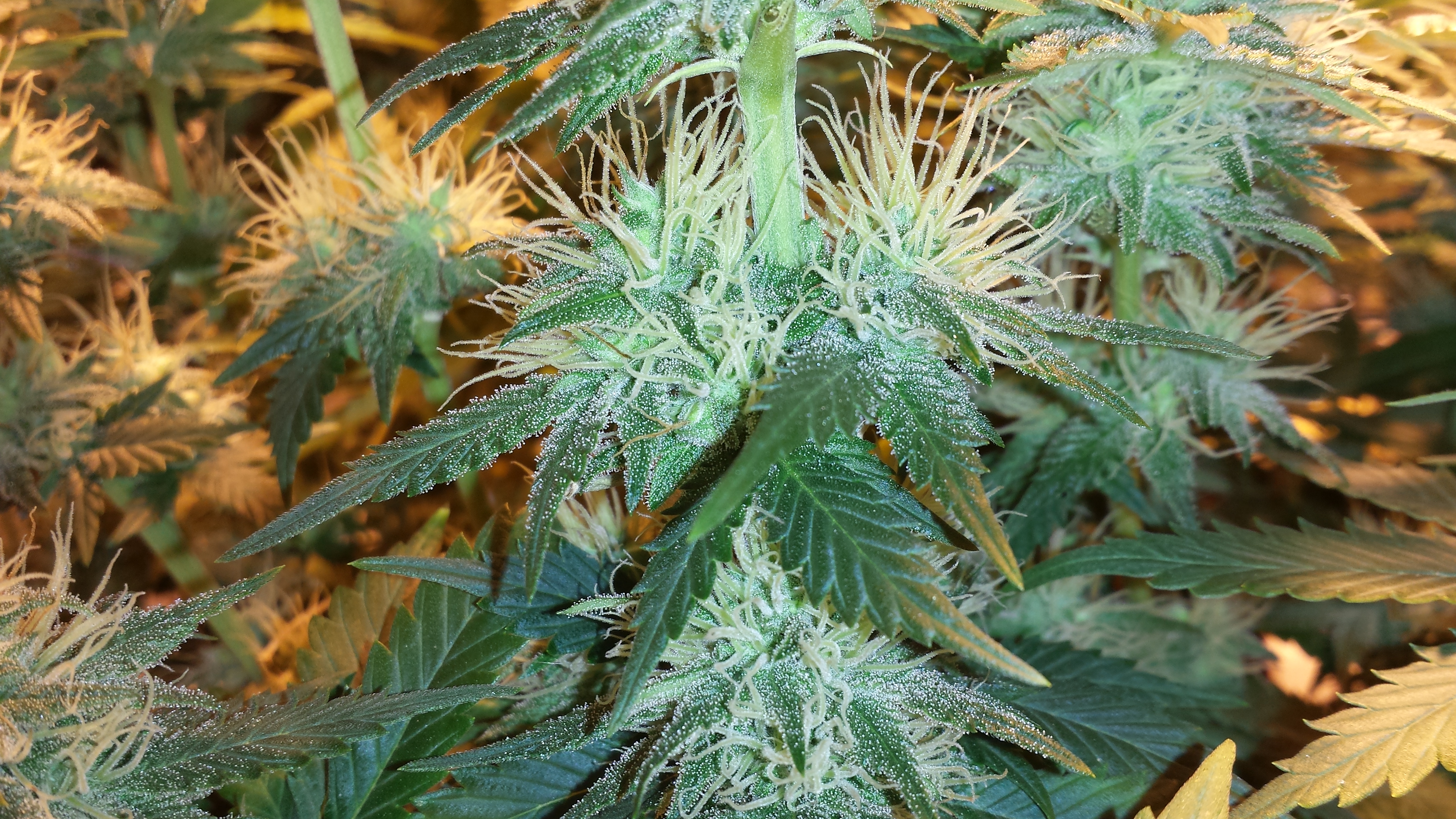 Flower Day 31 (6).jpg