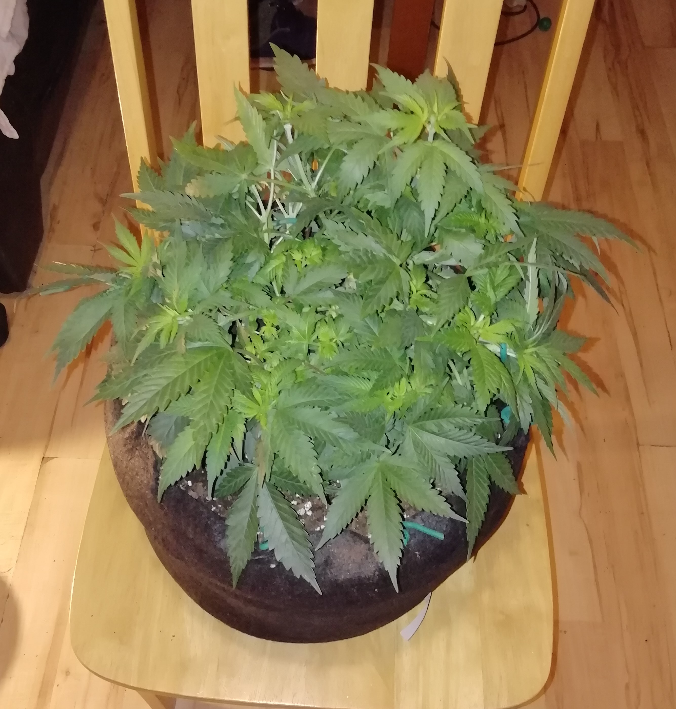 Flowering Day 8.jpg