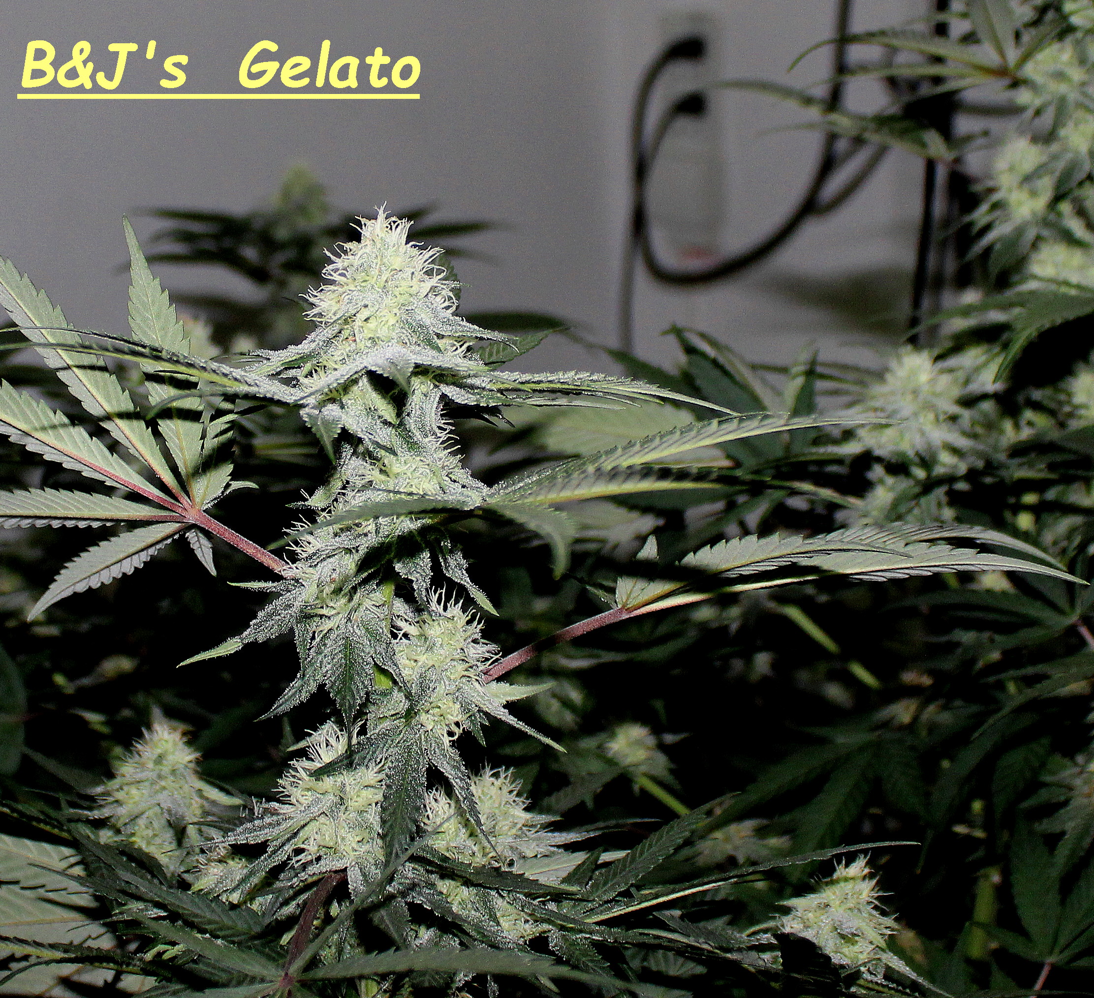 gelato1.jpg