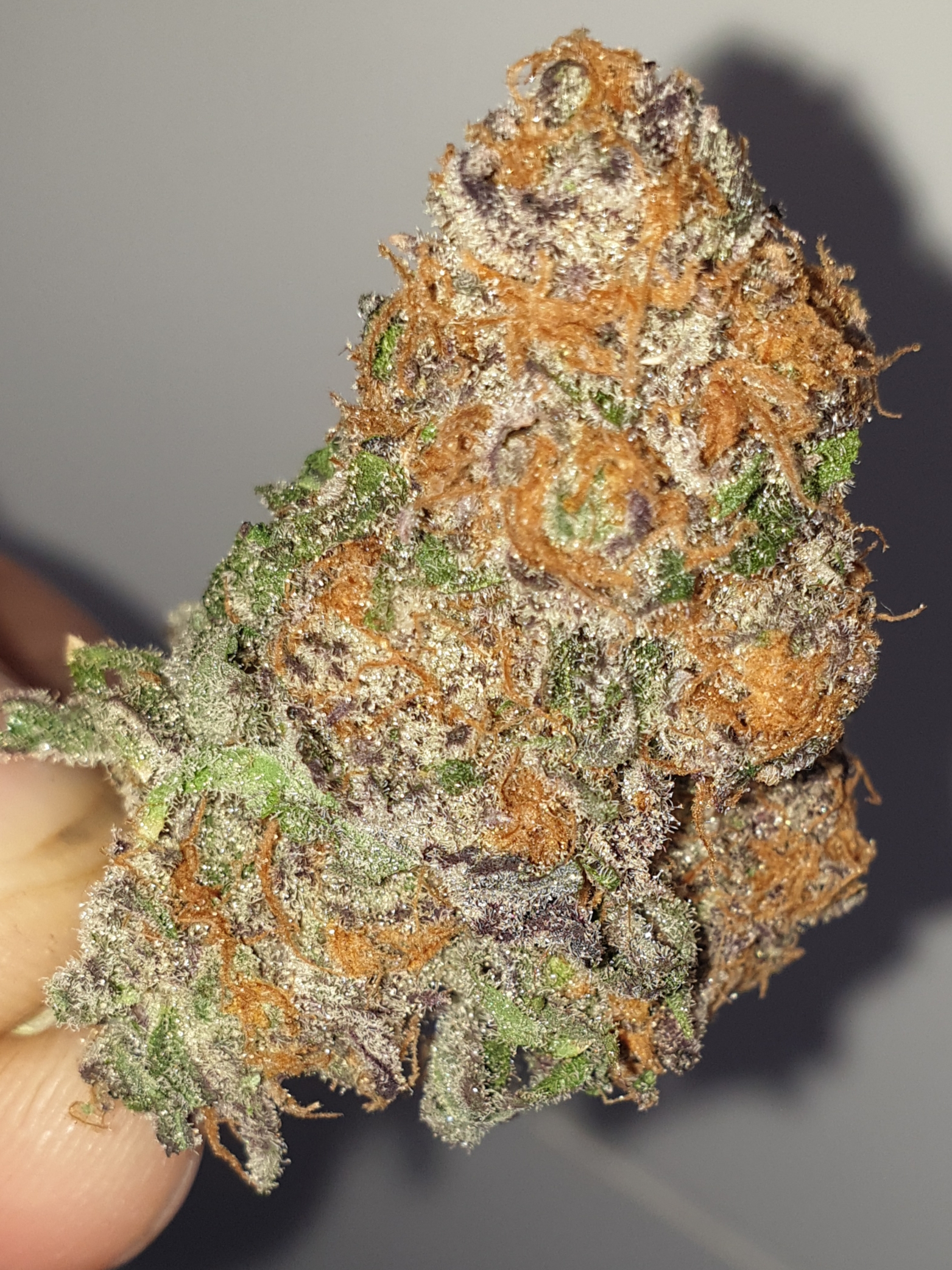 Gelato2.jpg