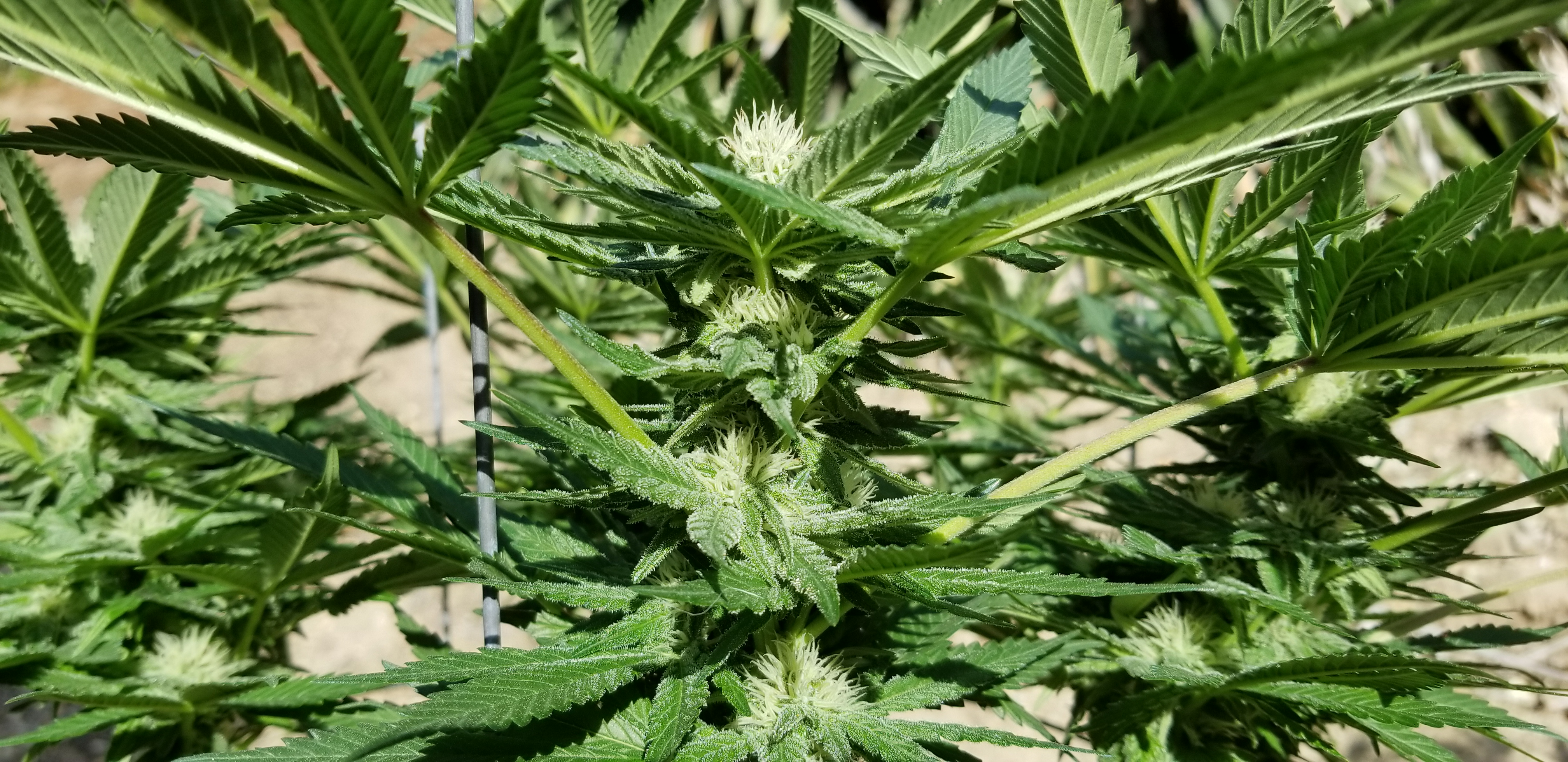 Gimpy Apr 8 - Day 28 of Flip Day 21 Flower - Bud in Sun.jpg