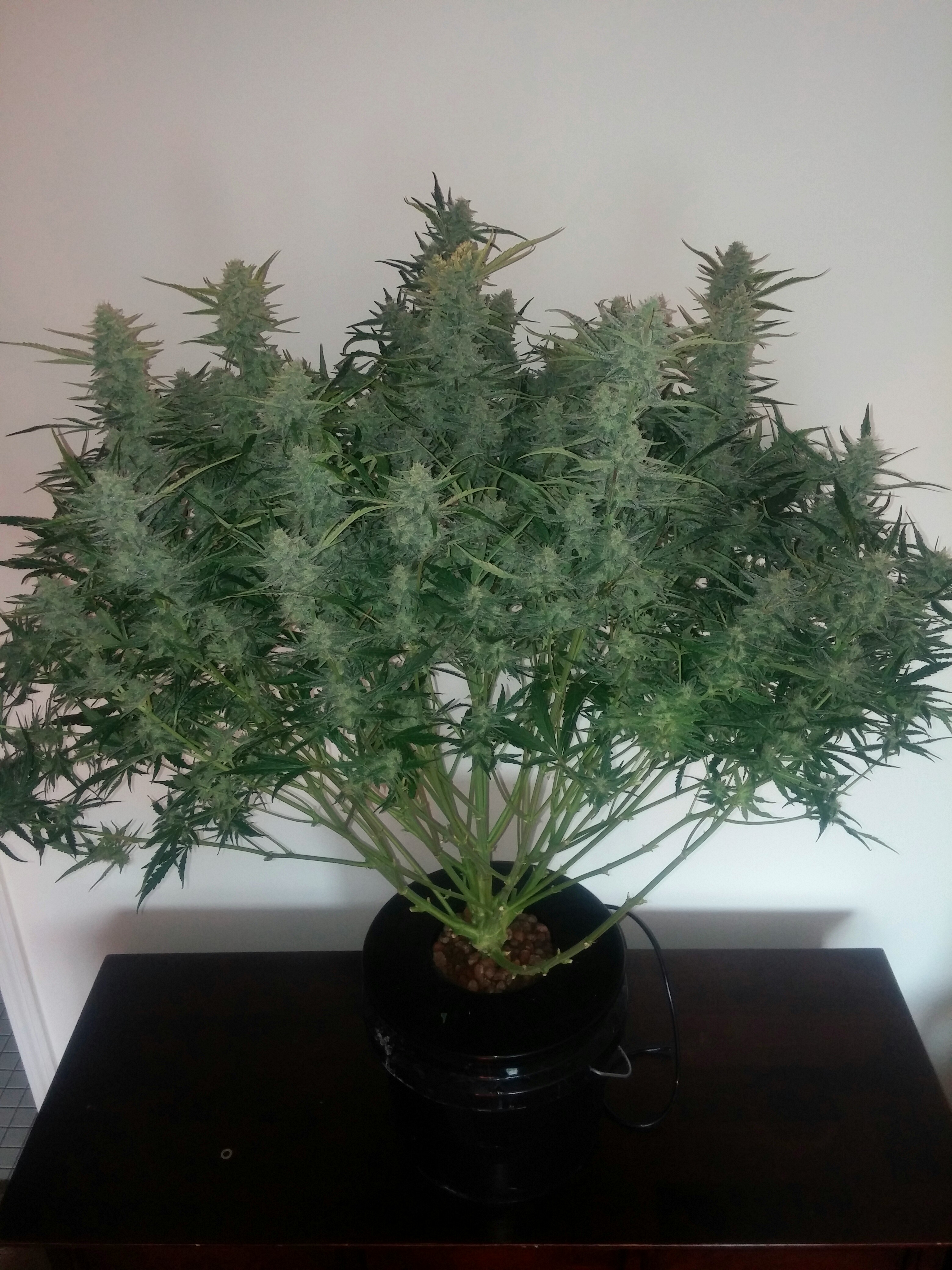 Grape_day57.jpg