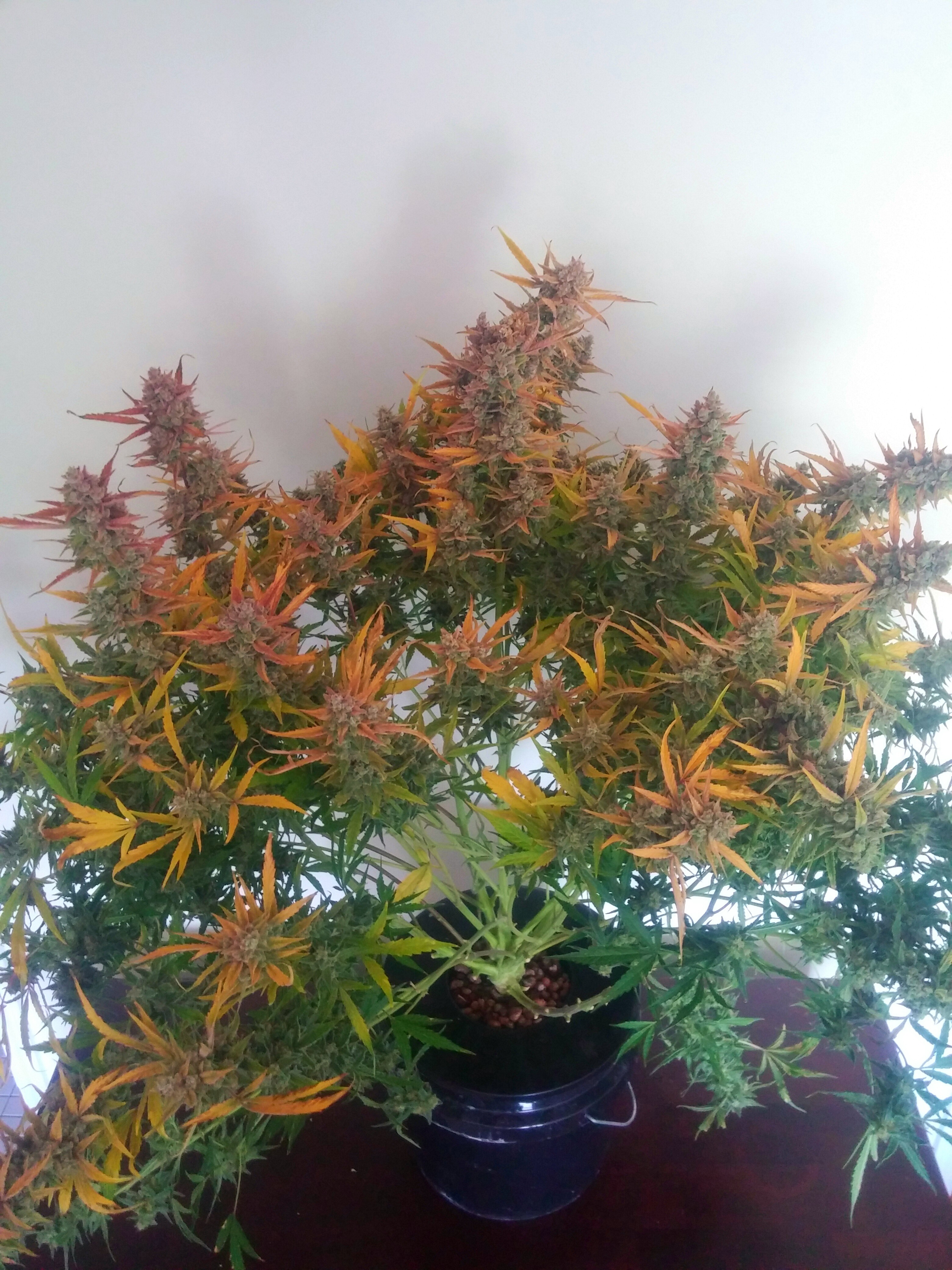 Grape_day71_2.jpg