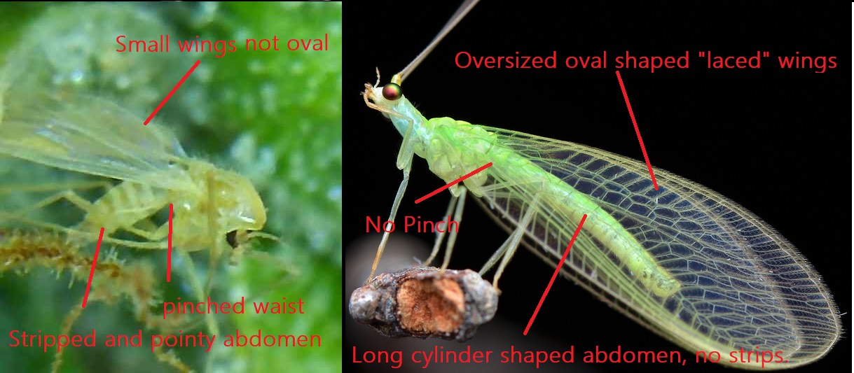 green-lacewing-adult.jpg