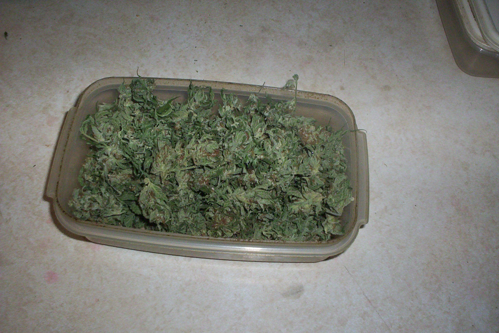 harvest morn indr krypto kush 001.JPG