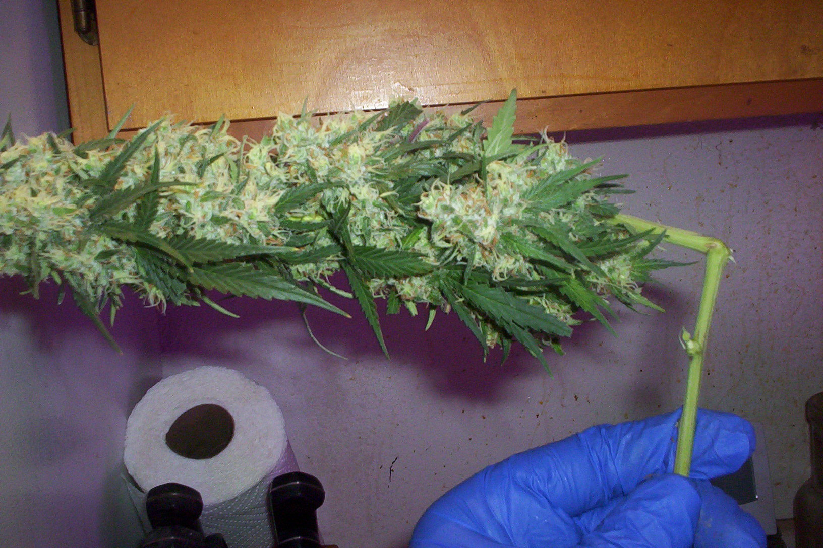 harvest morn indr krypto kush 006.JPG