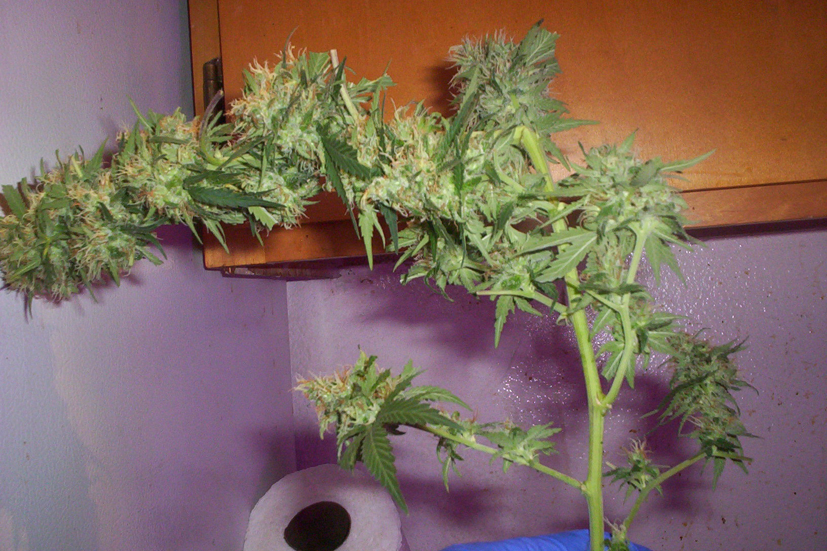 harvest morn indr krypto kush 007.JPG