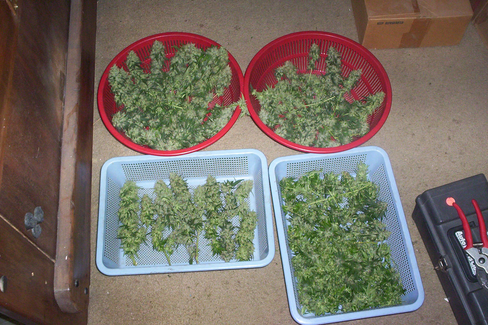 harvest morn indr krypto kush 008.JPG