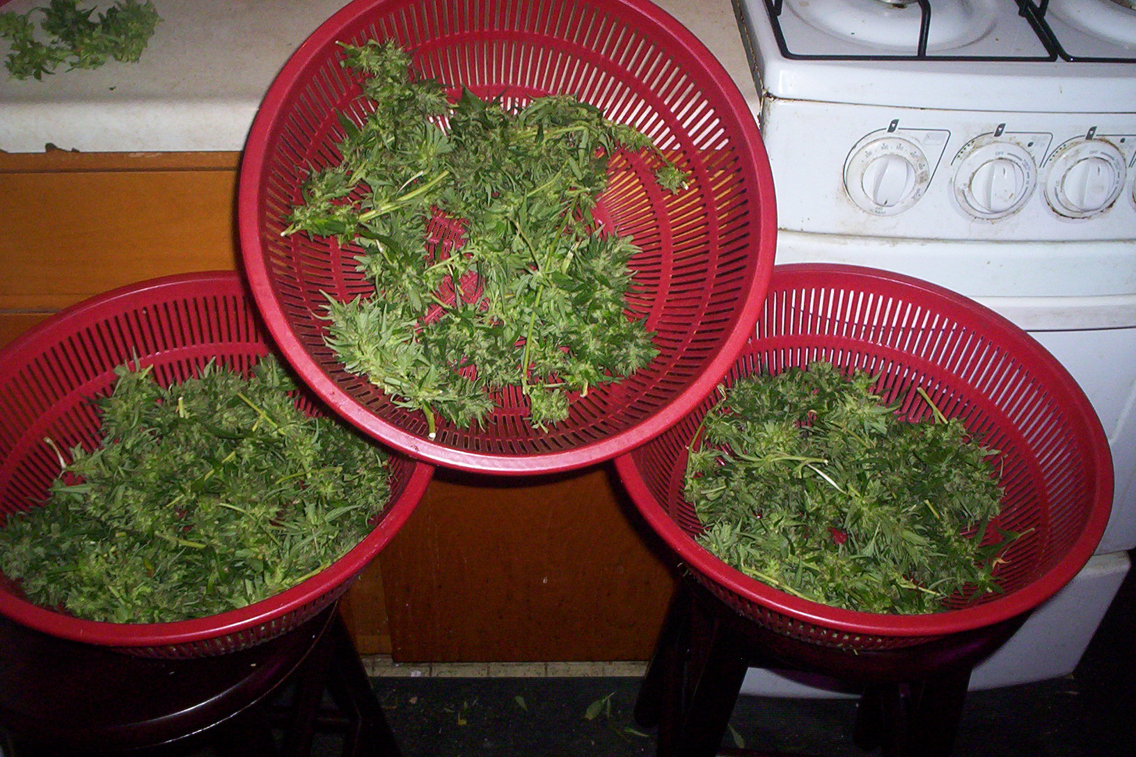 harvest trimmed 001.JPG