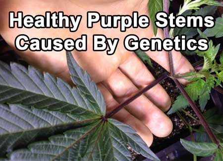 healthy-plant-purple-stems-caused-by-genetics-sm.jpg